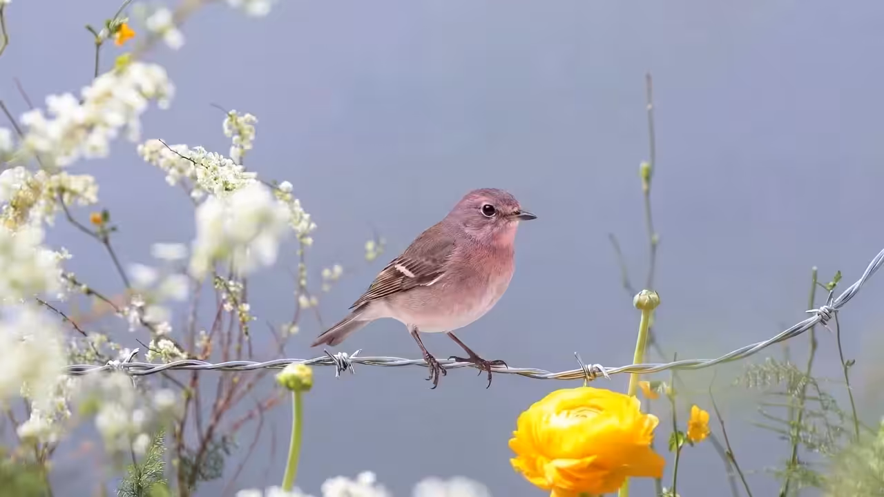 Birds Observations: Ann, Where Water Meets Sun