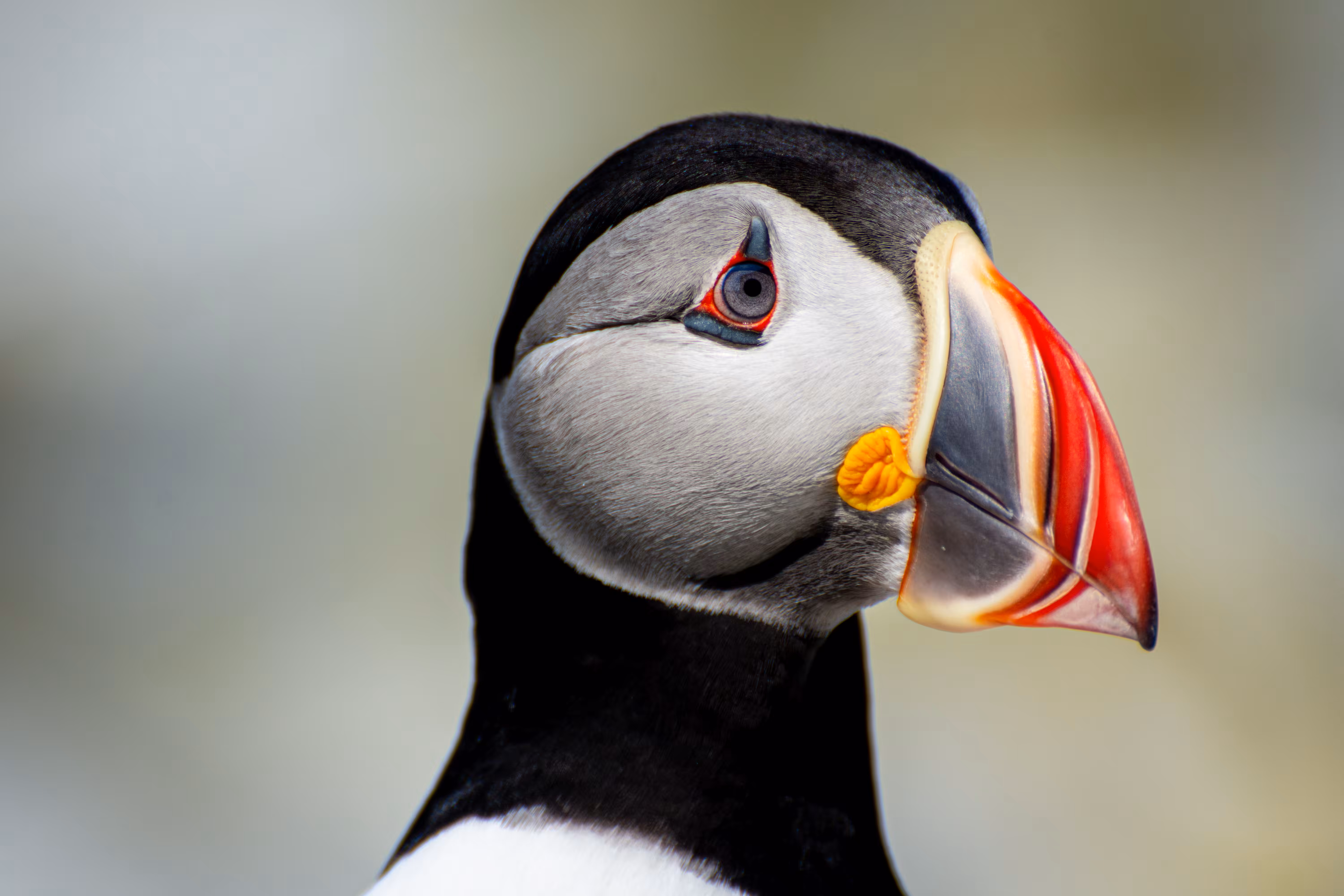 The Puffin Duchess 