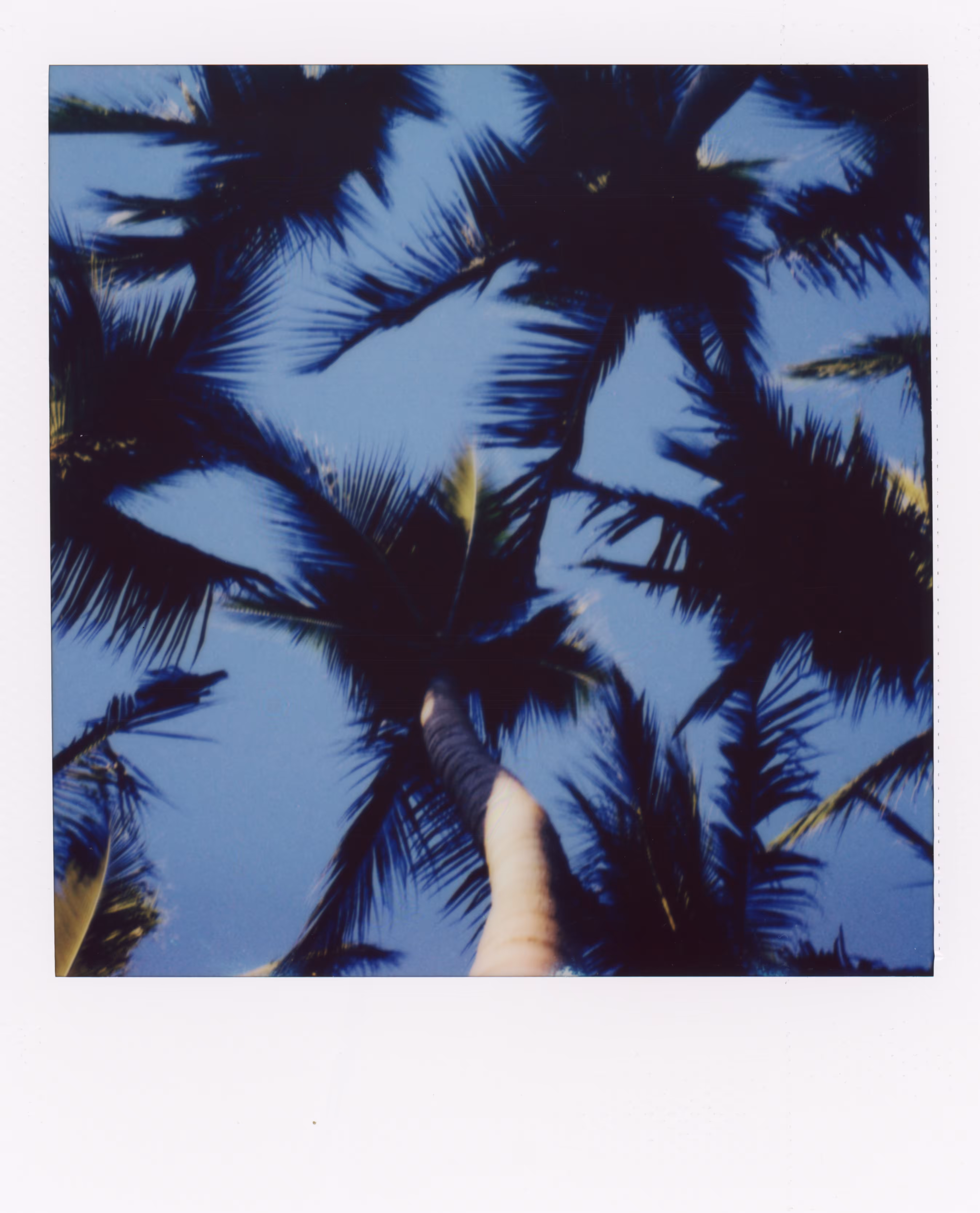 Palm Tree Perspectives
