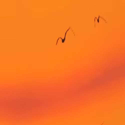 Flock #32