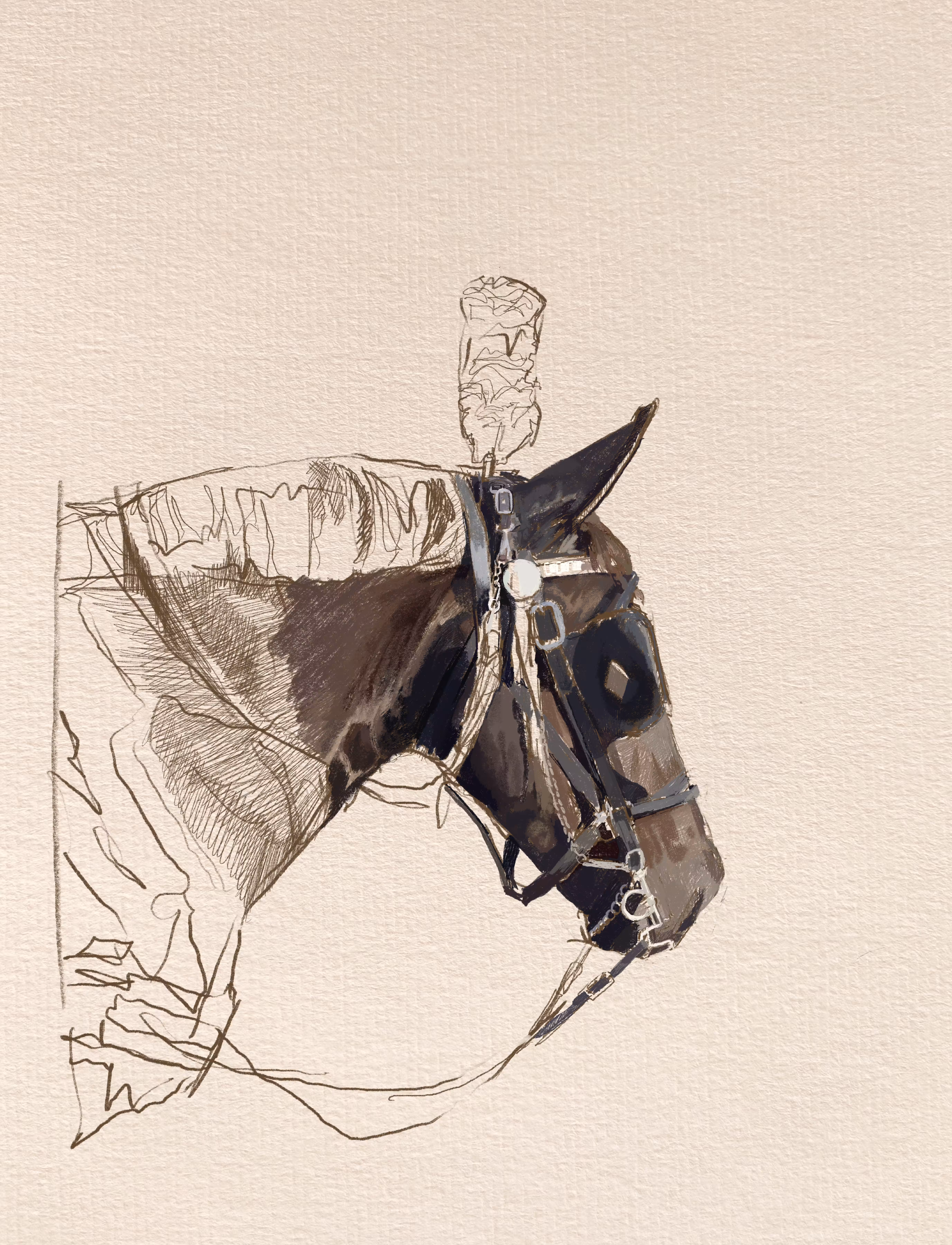 Regal Steed