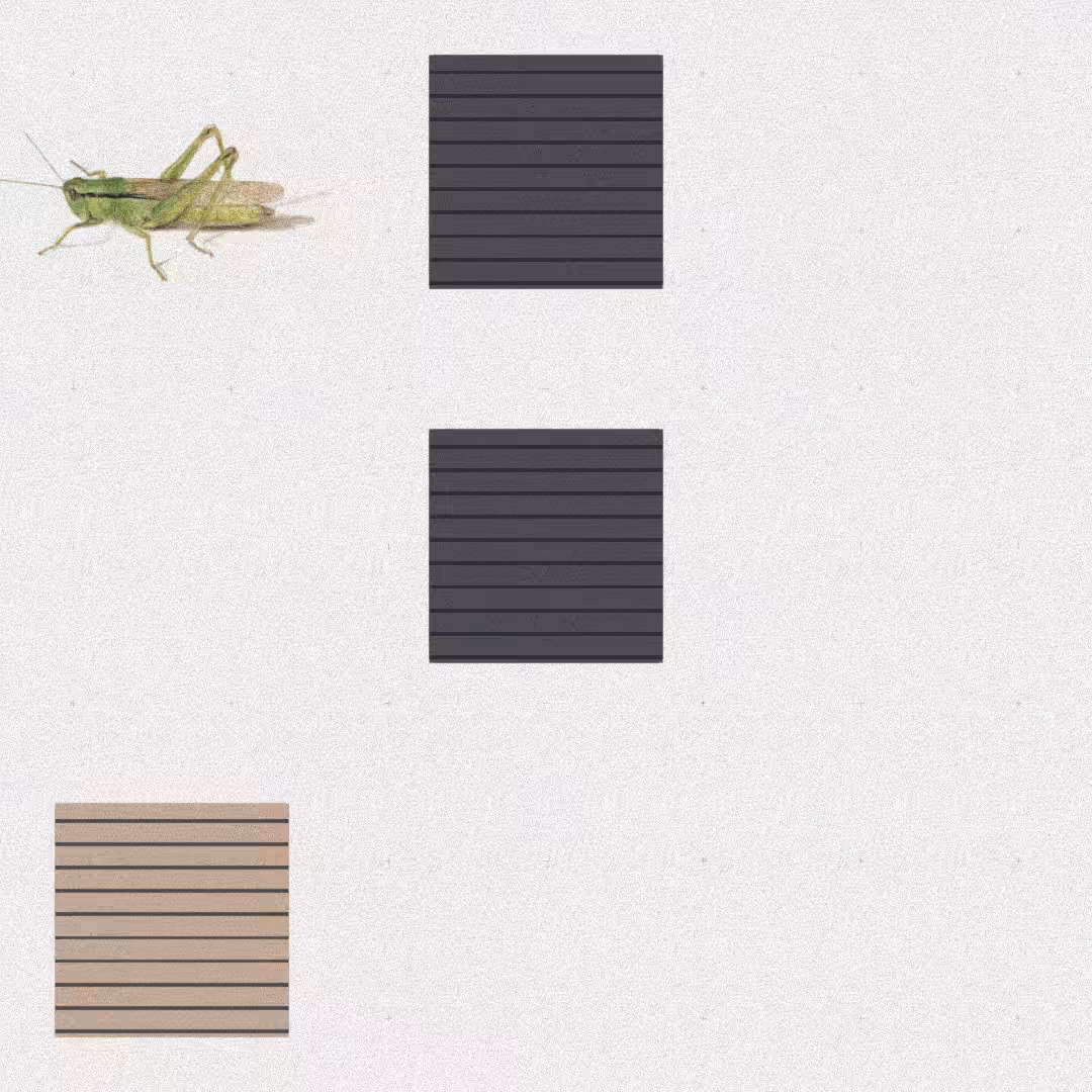 Grasshopper #22