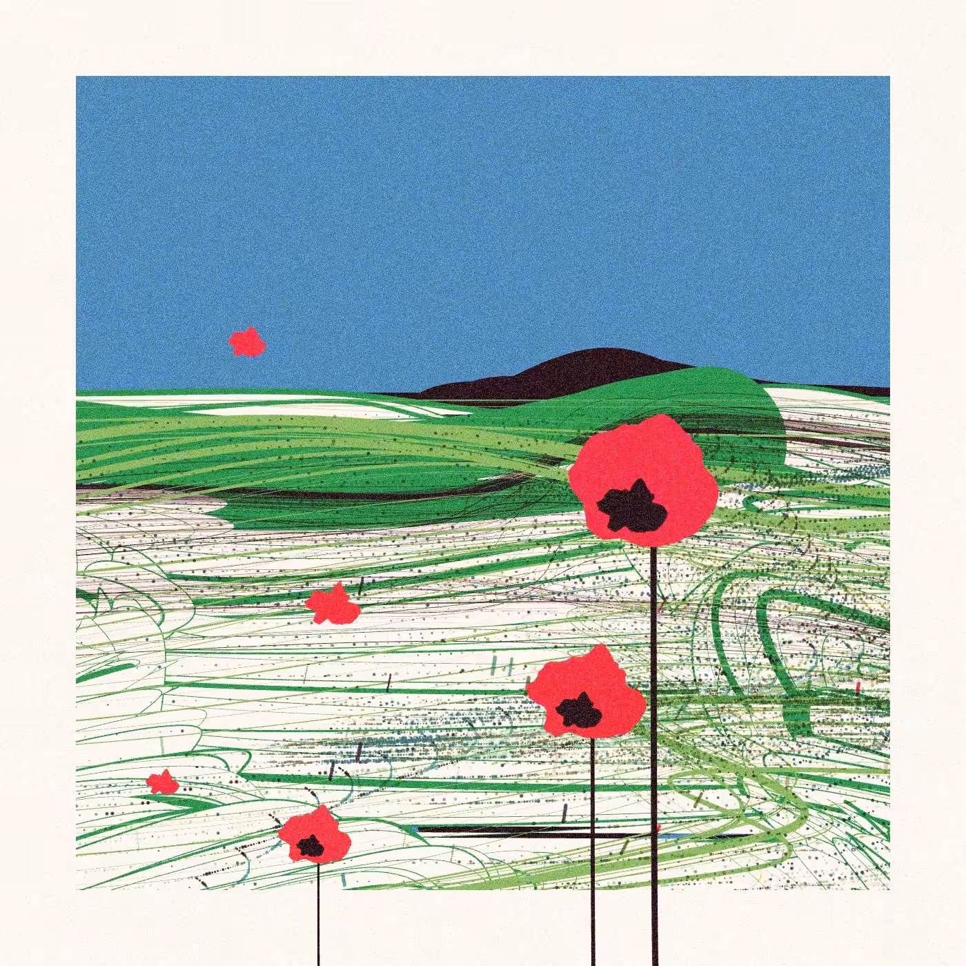 Poppies of Normandy