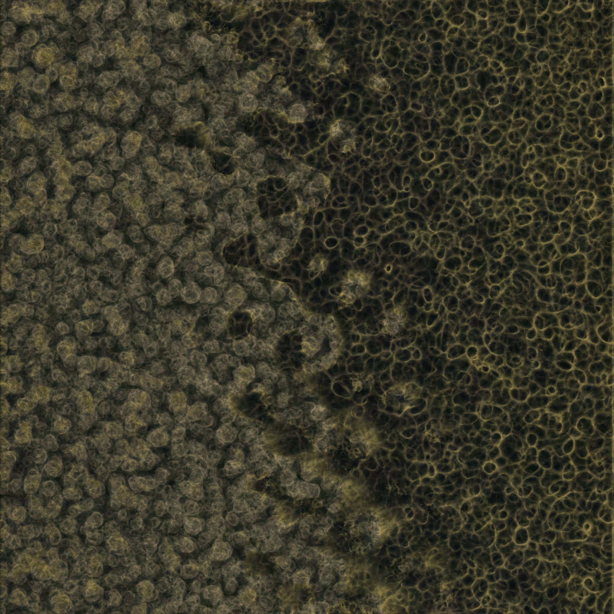 saprophyte #36