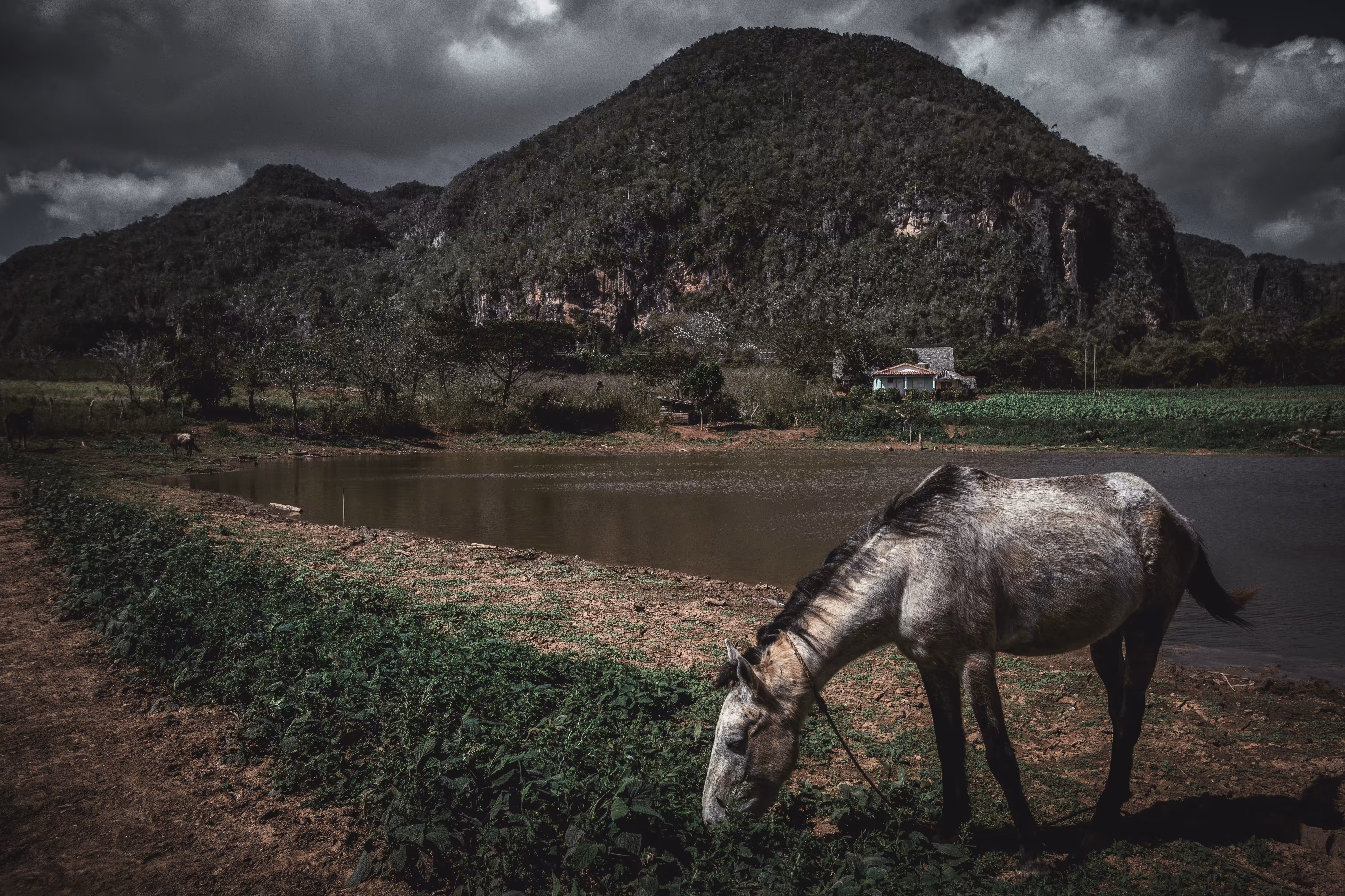 Roving Around the World: Forage