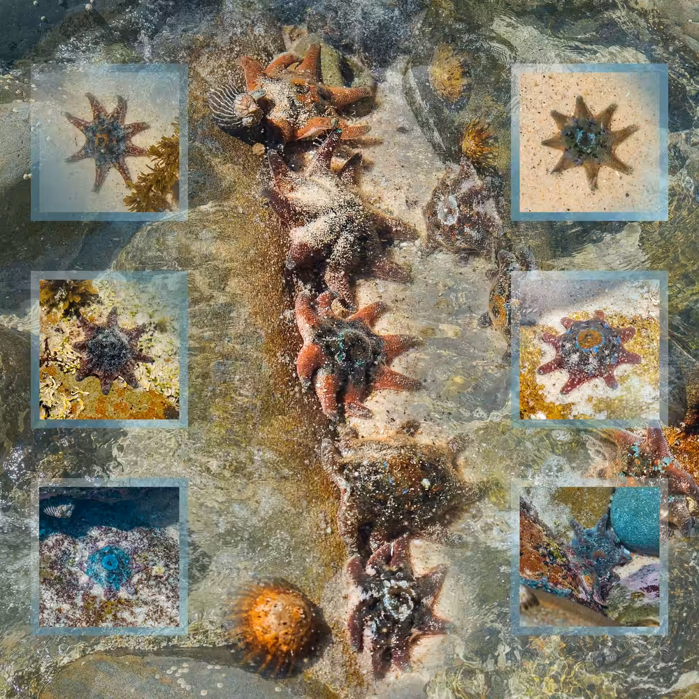 A Tribe of Starfish