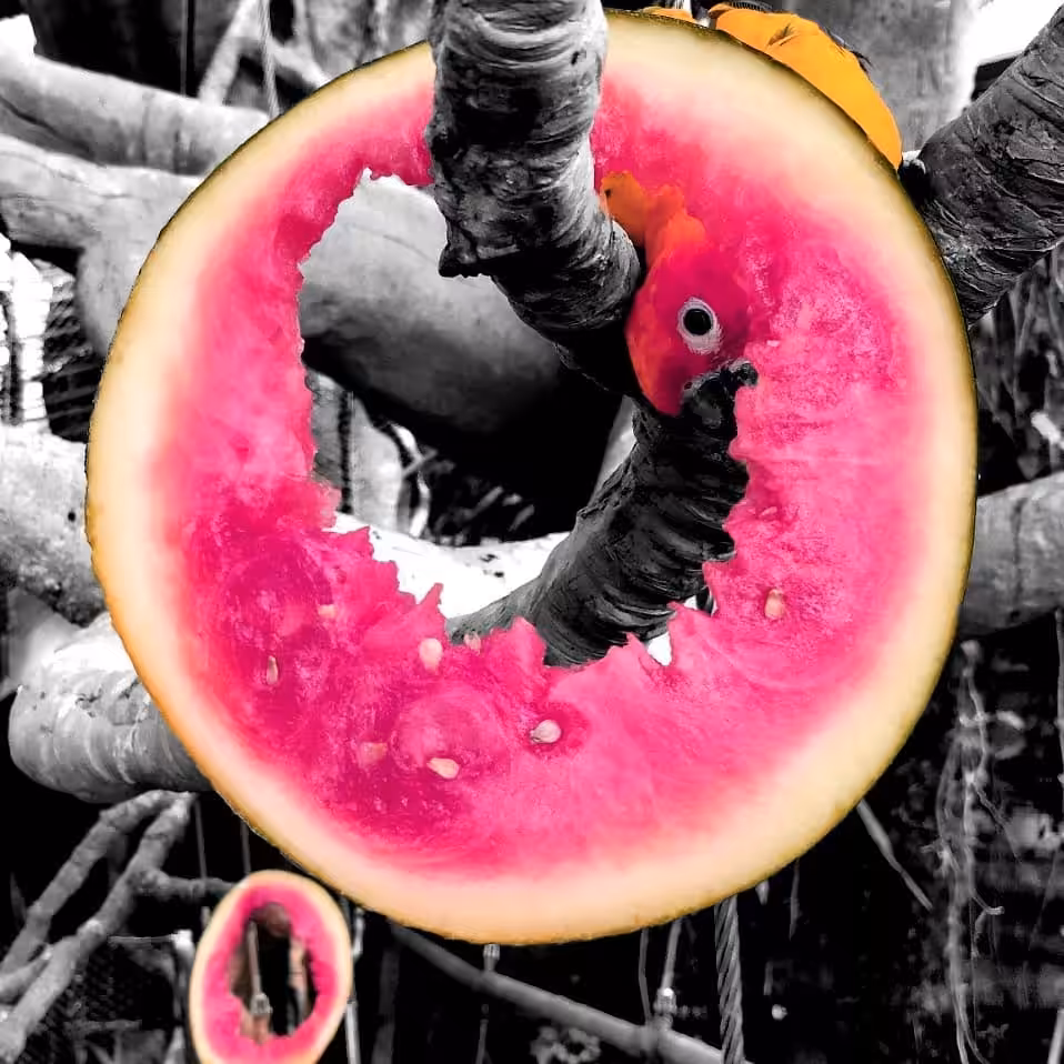 Charismatic friends: Watermelon parrot.
