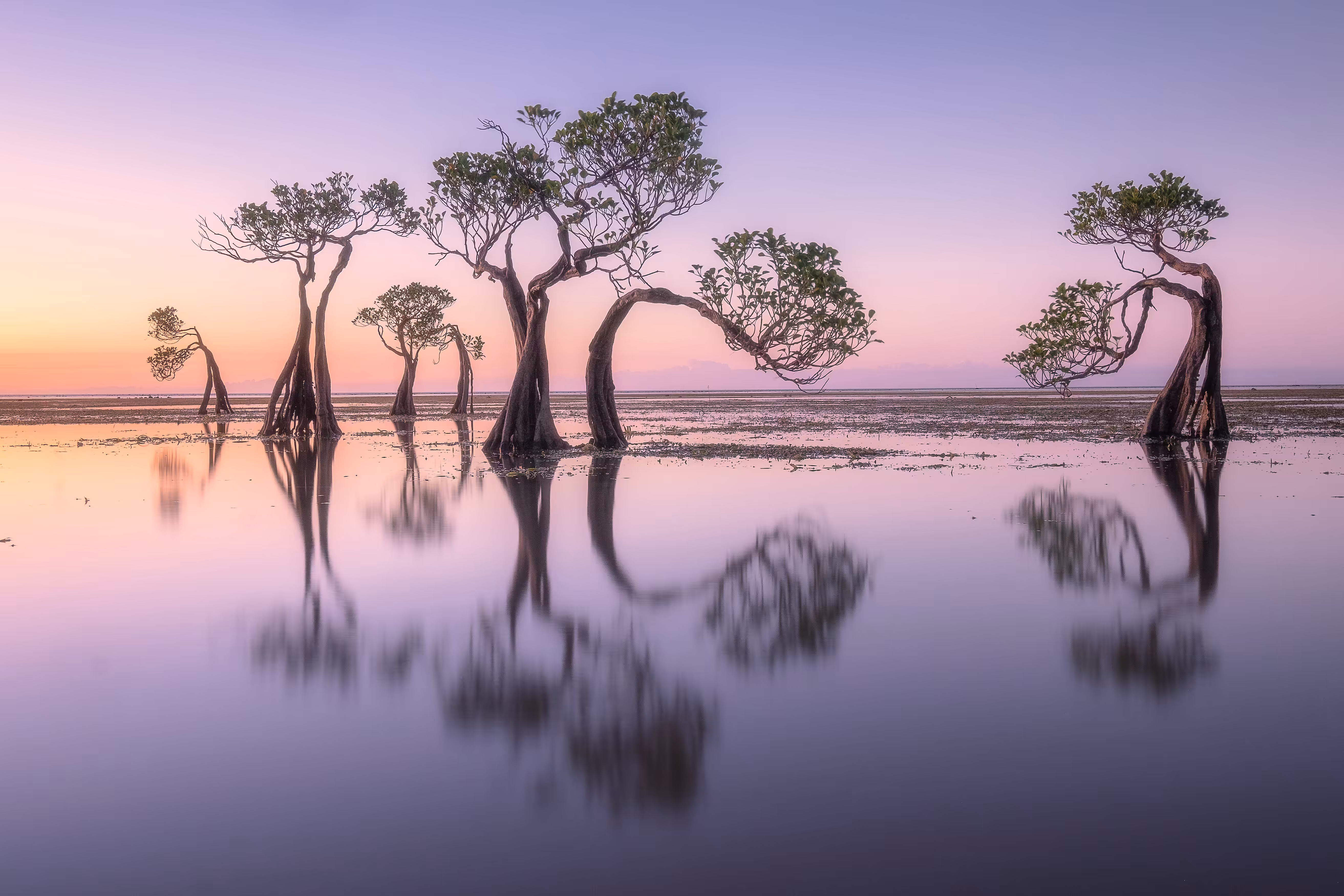 'Dancing Trees - The Children'