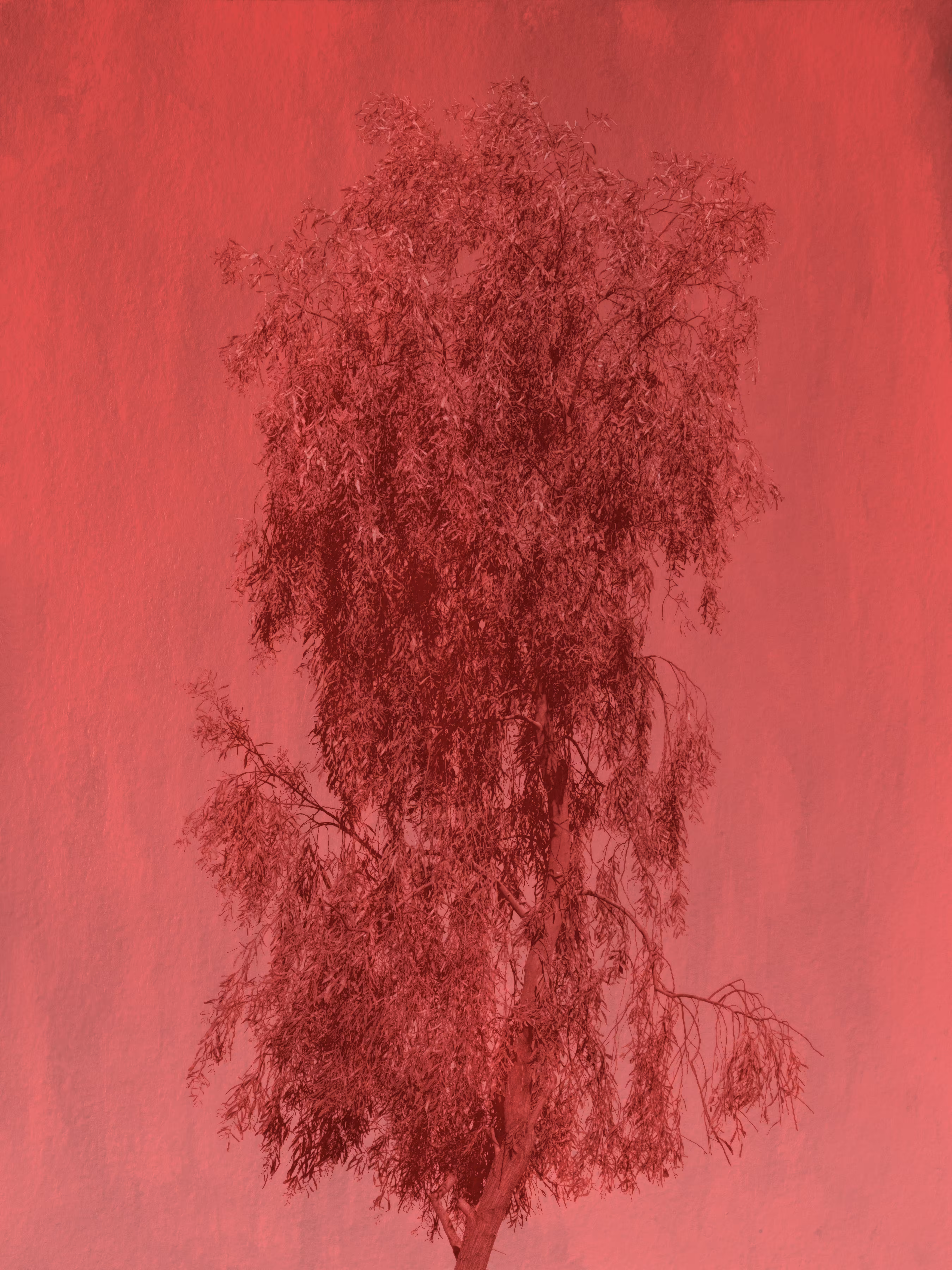 Rouge Tree