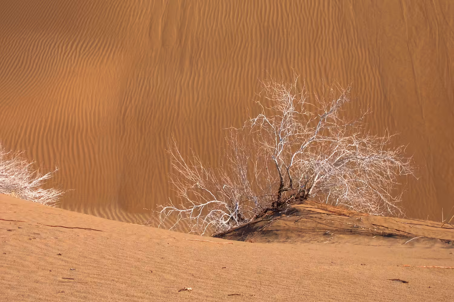 desert