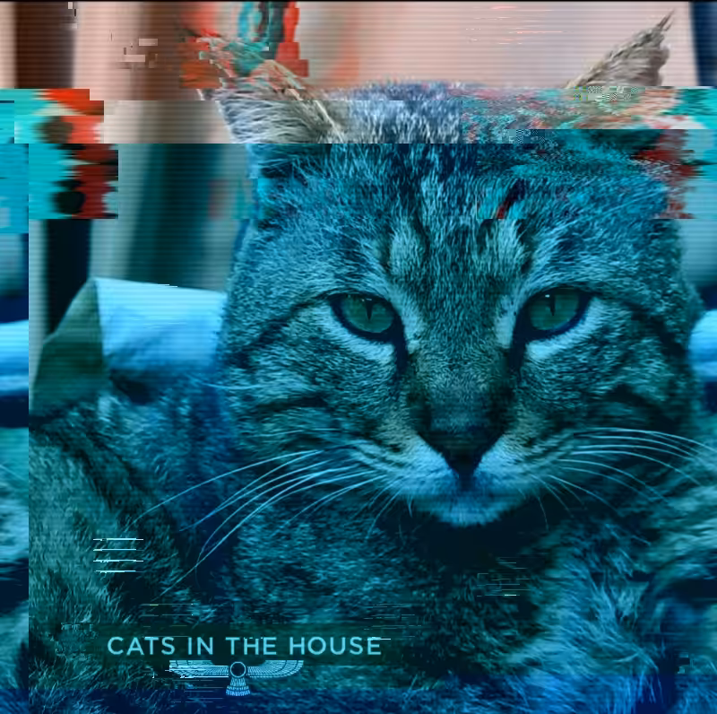 Cats In The House