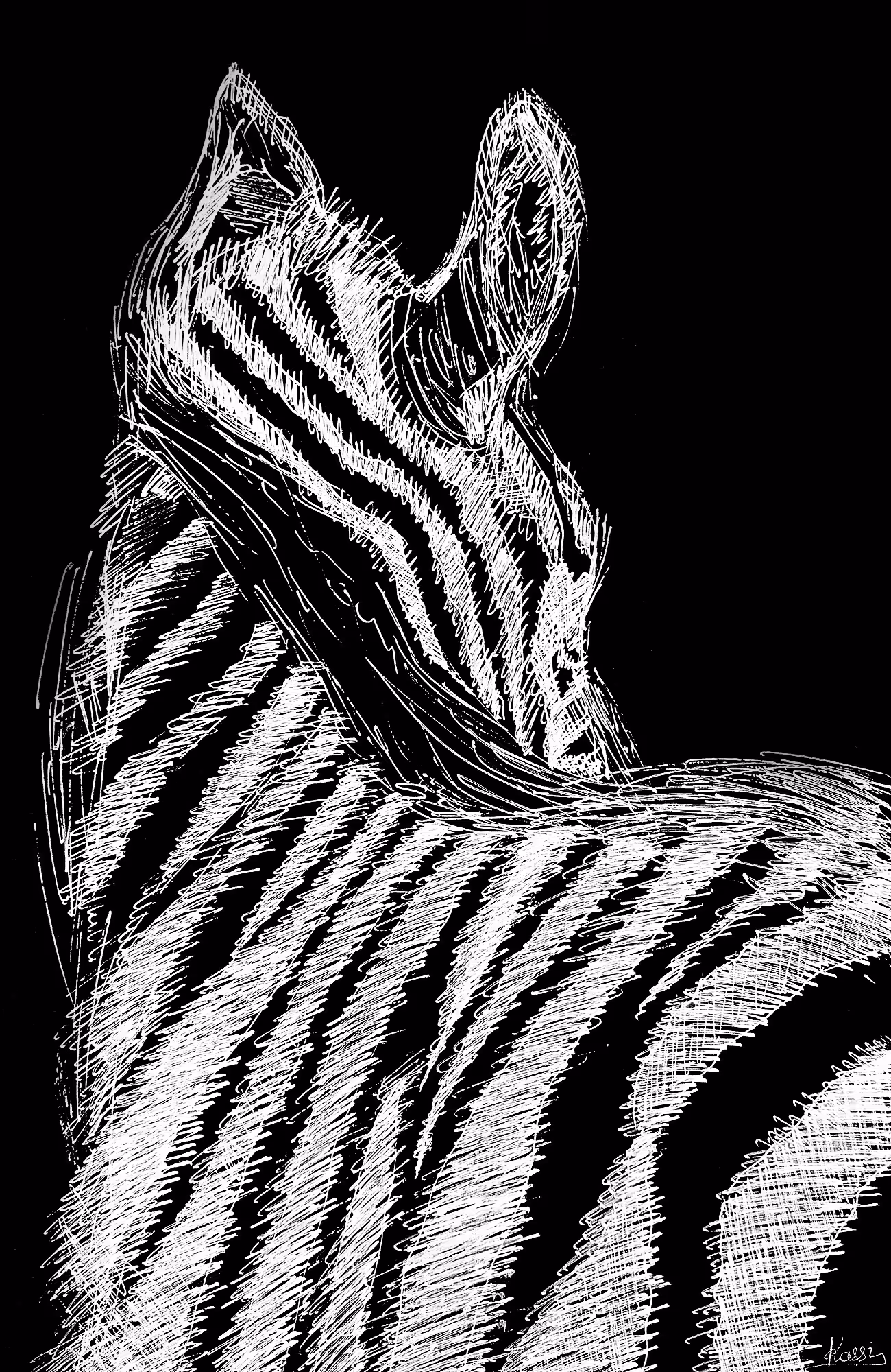"Zebra"