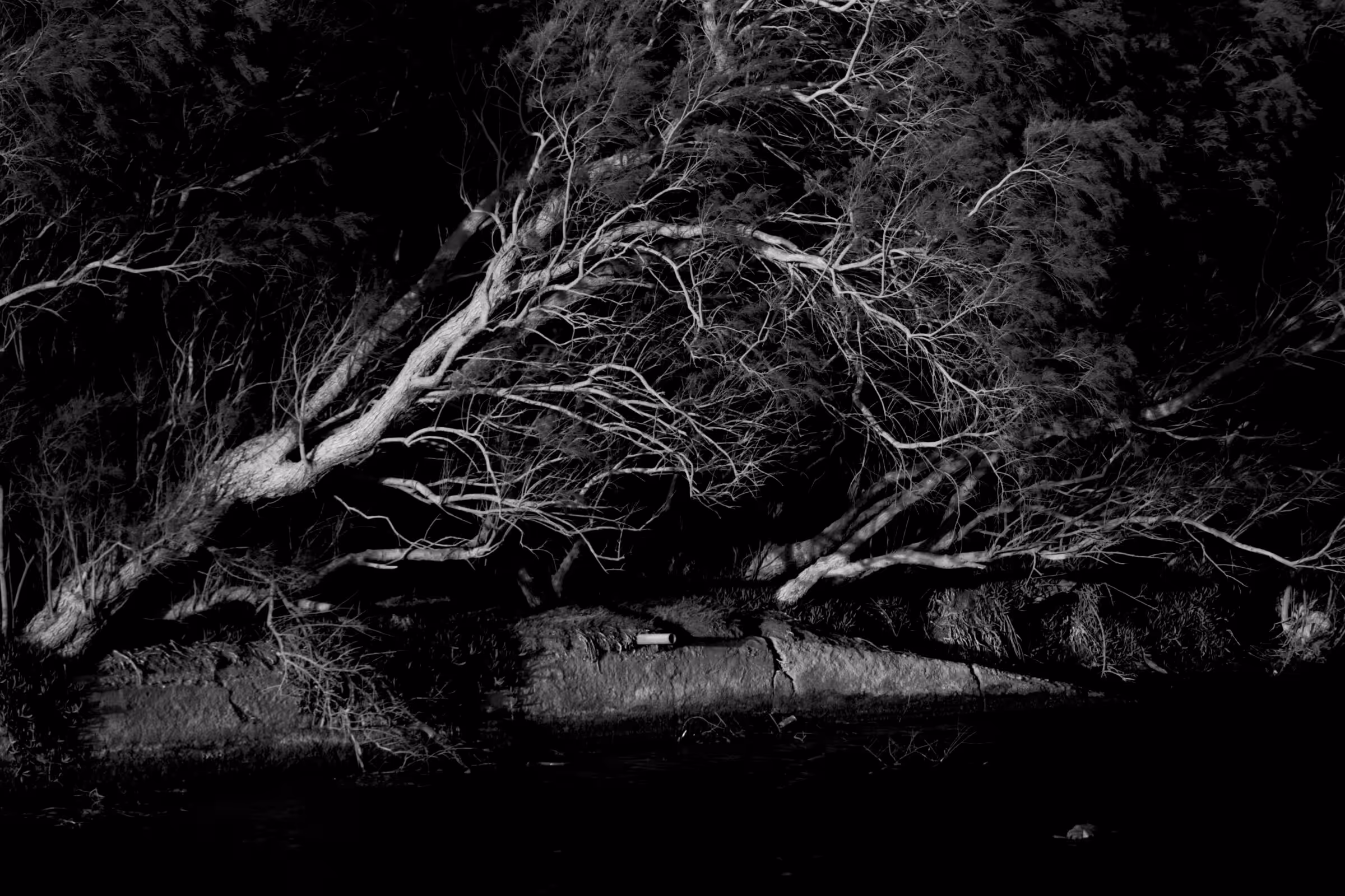 Diary of Pain: Night Branches