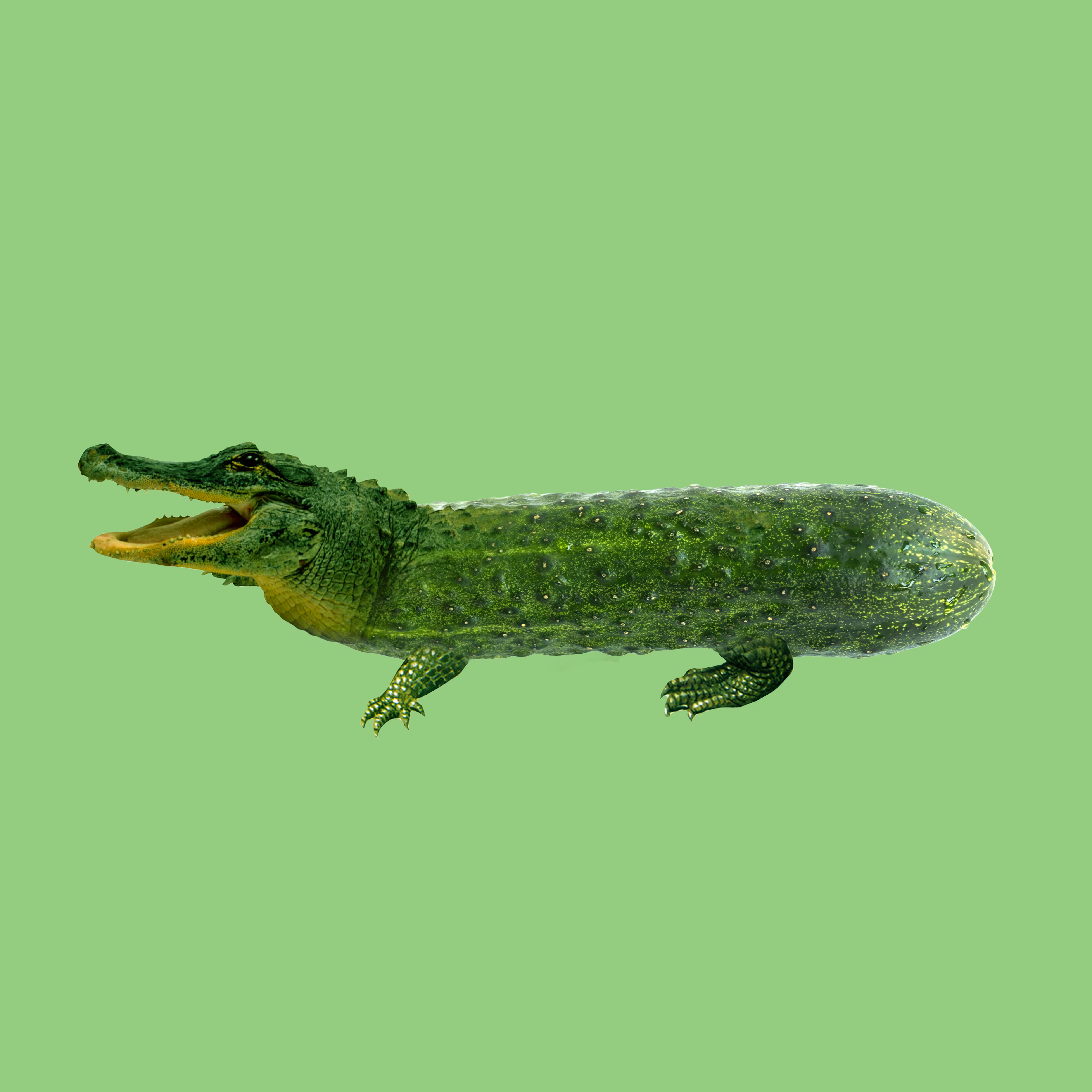 Crocumber