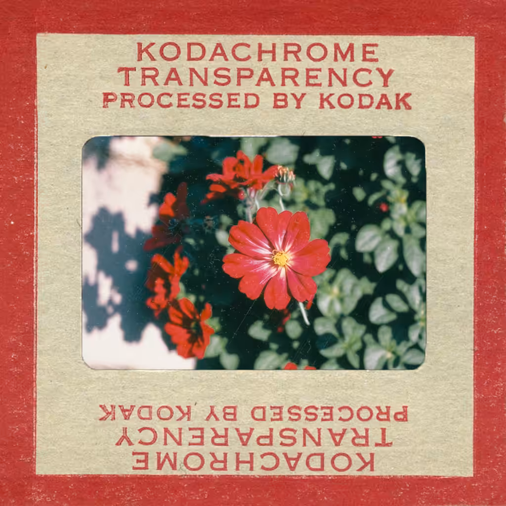 Zinnia, Color Reversal Film (kodachrome), 1954