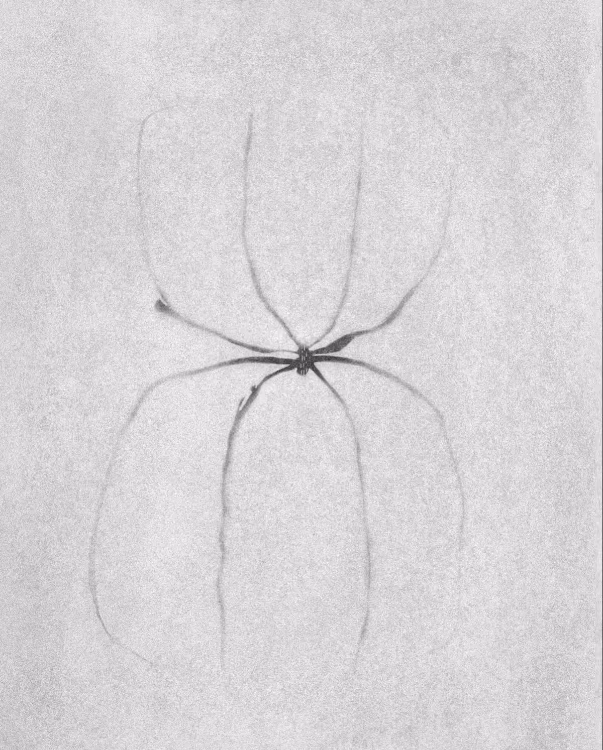 the spider