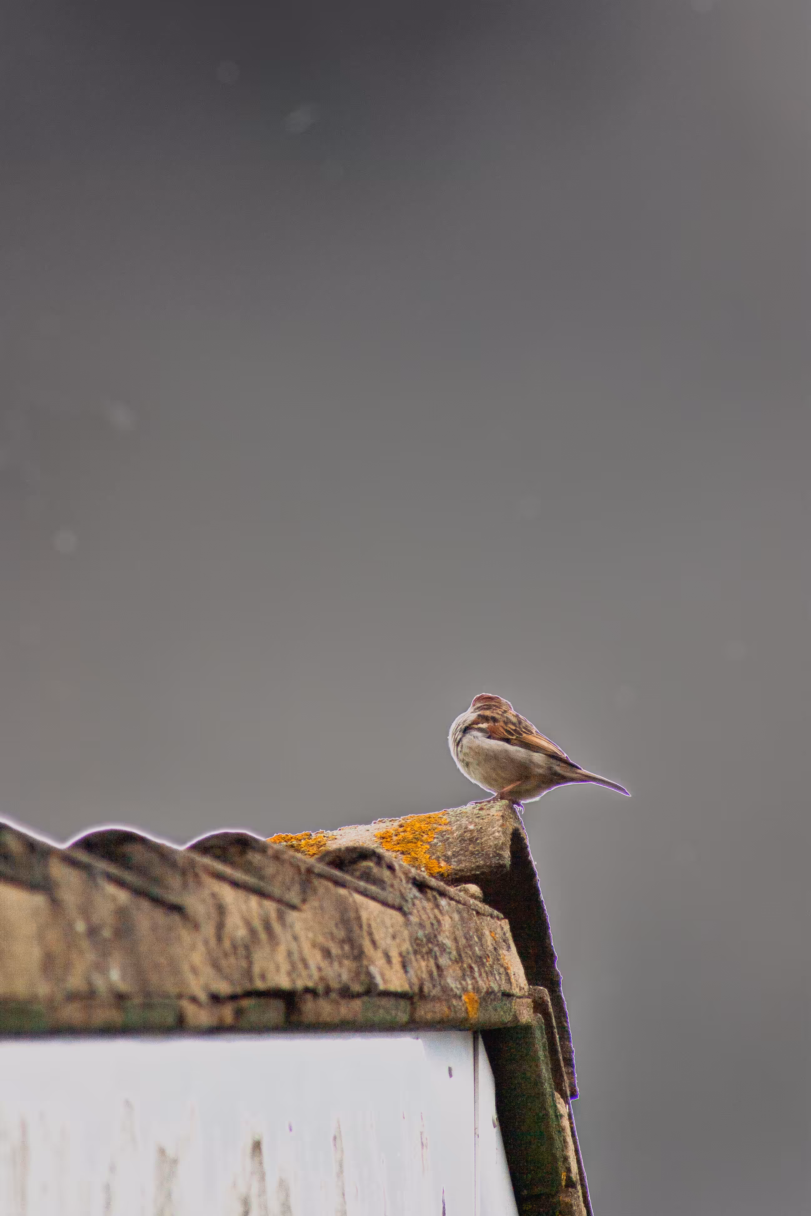 House Sparrow