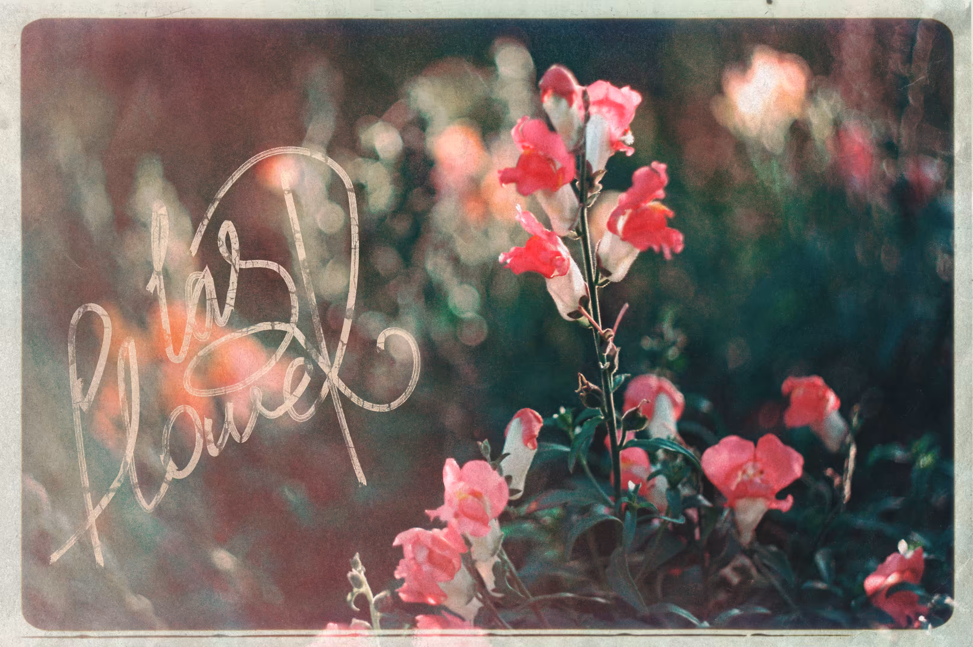 Last Flower