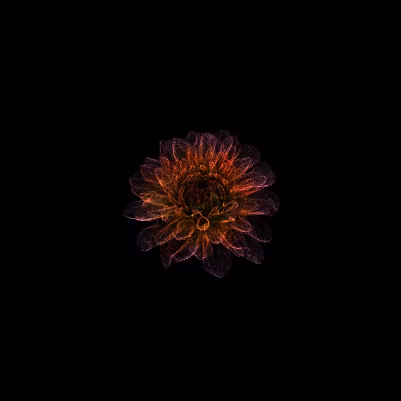 Dahlia Pinnata 30 #32