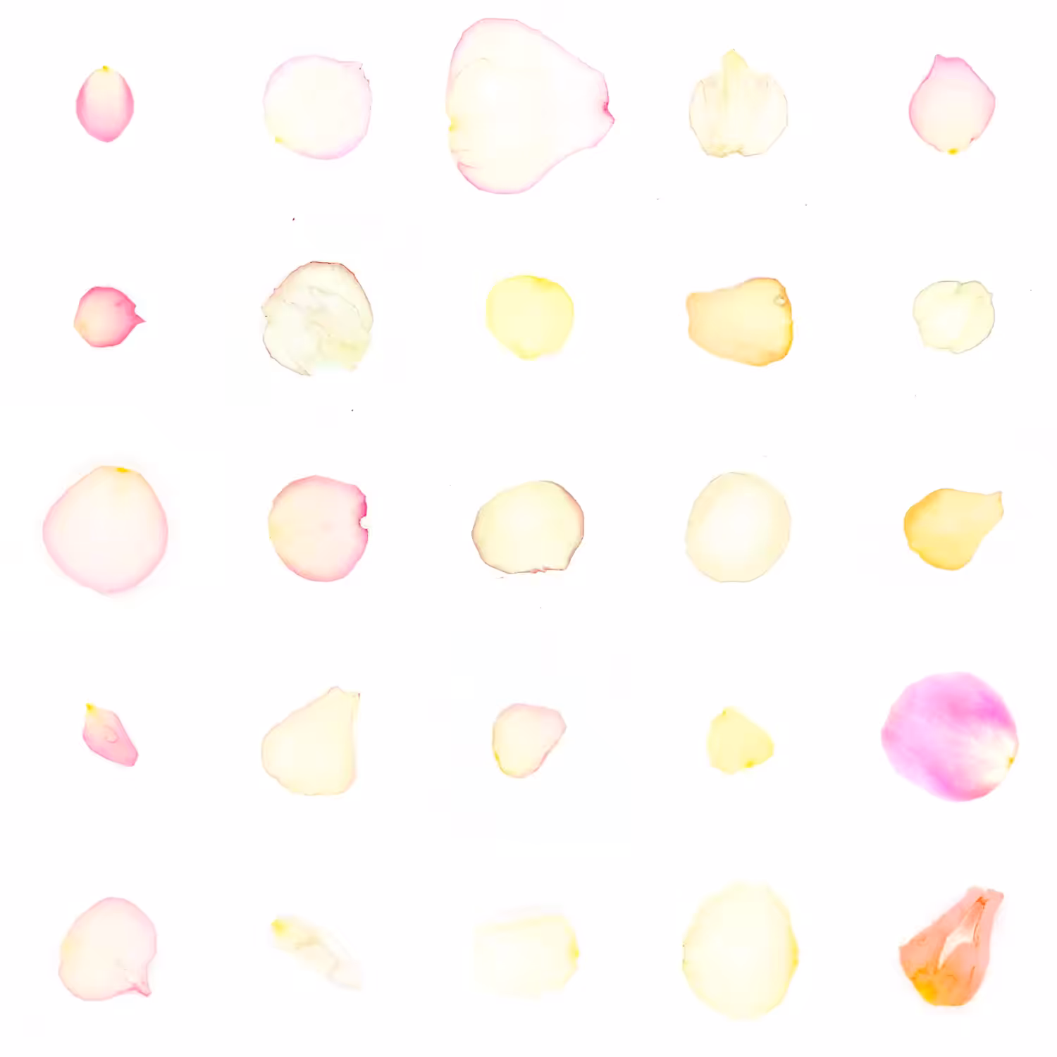Infinite Petals 5x5#21708