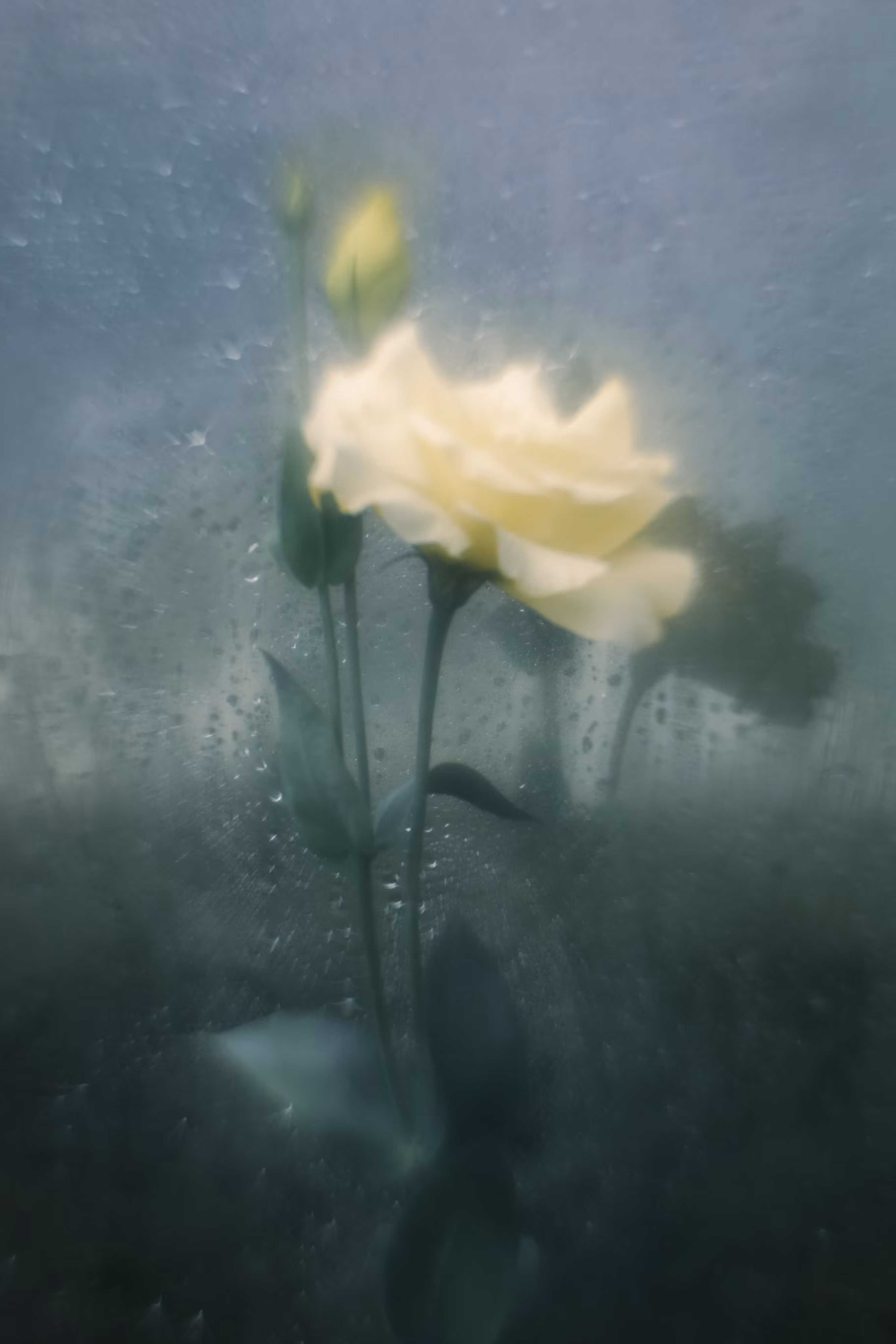 Rose of love and femininity