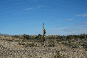 saguaro