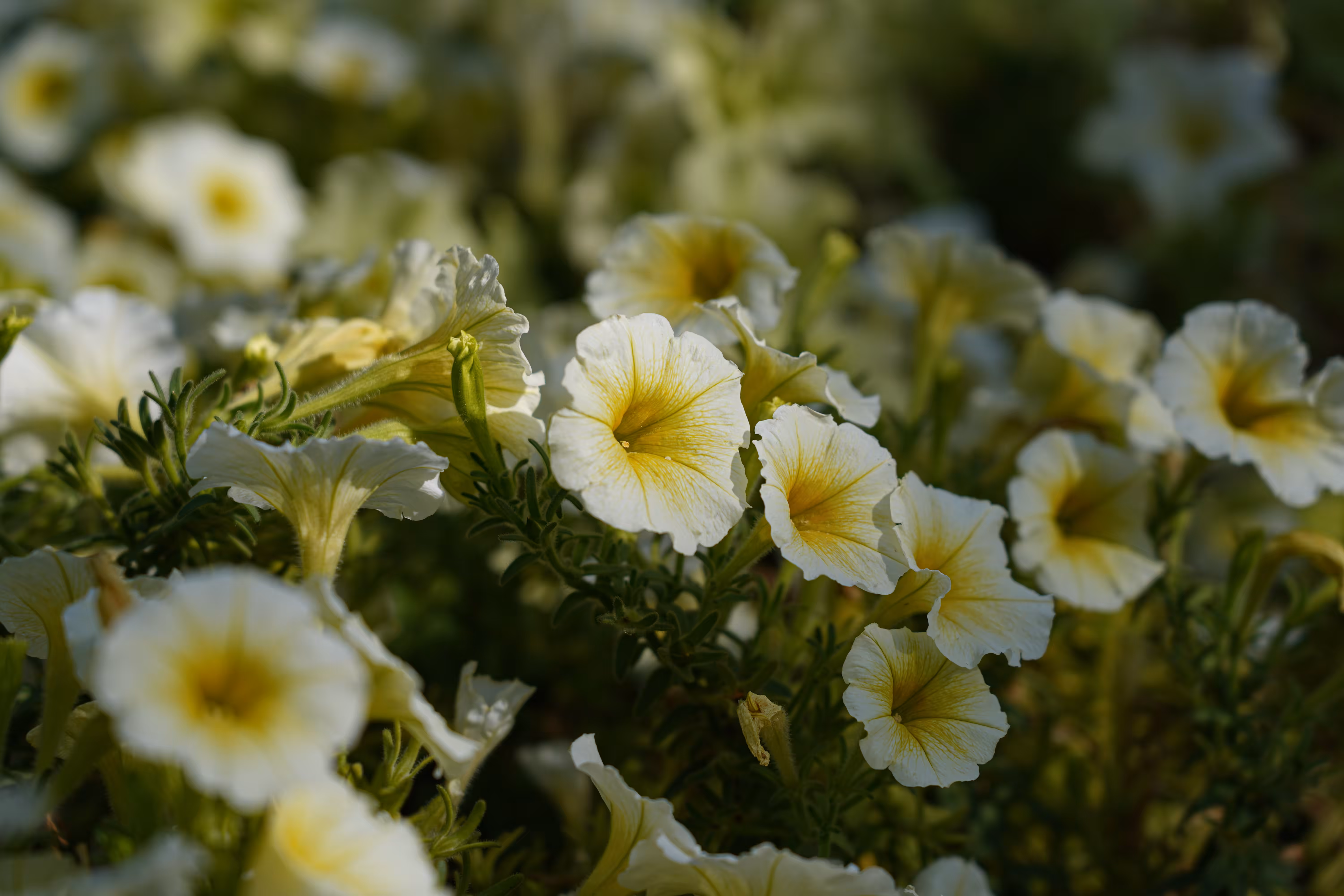 flowers: Soft Sunrise