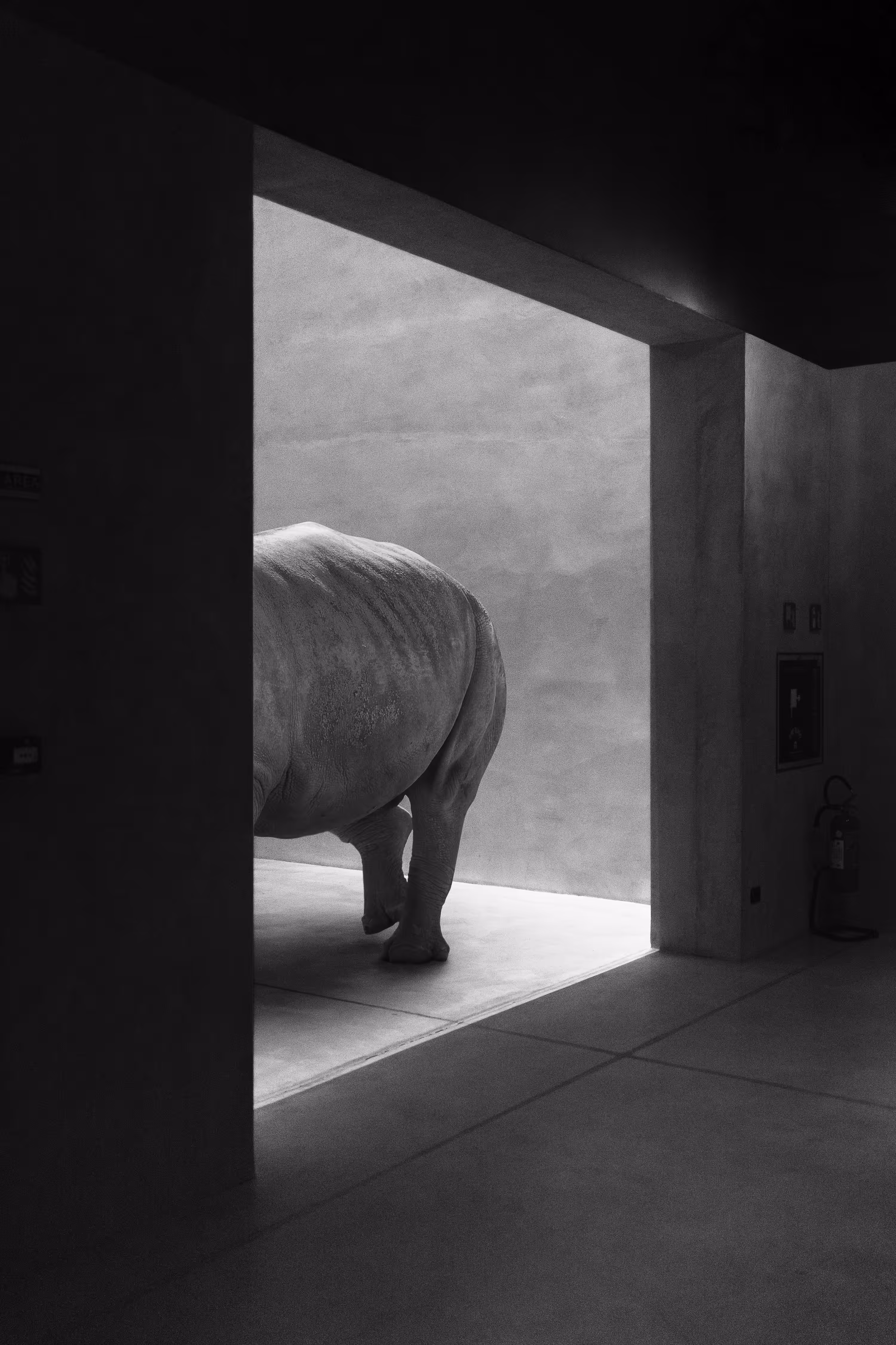 Rhino