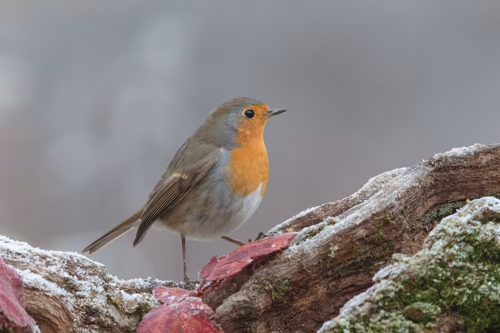 Winter Robin