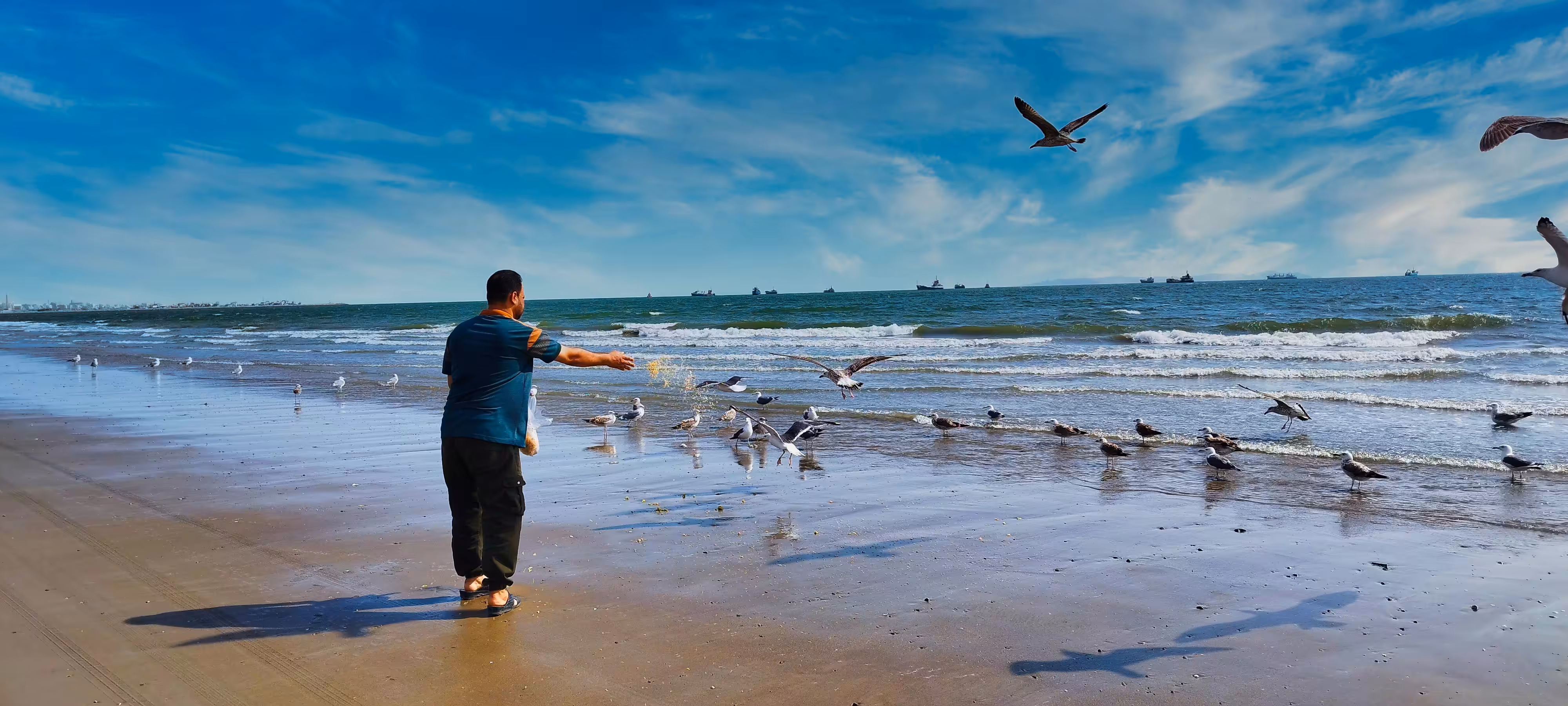 Feeding the seagulls