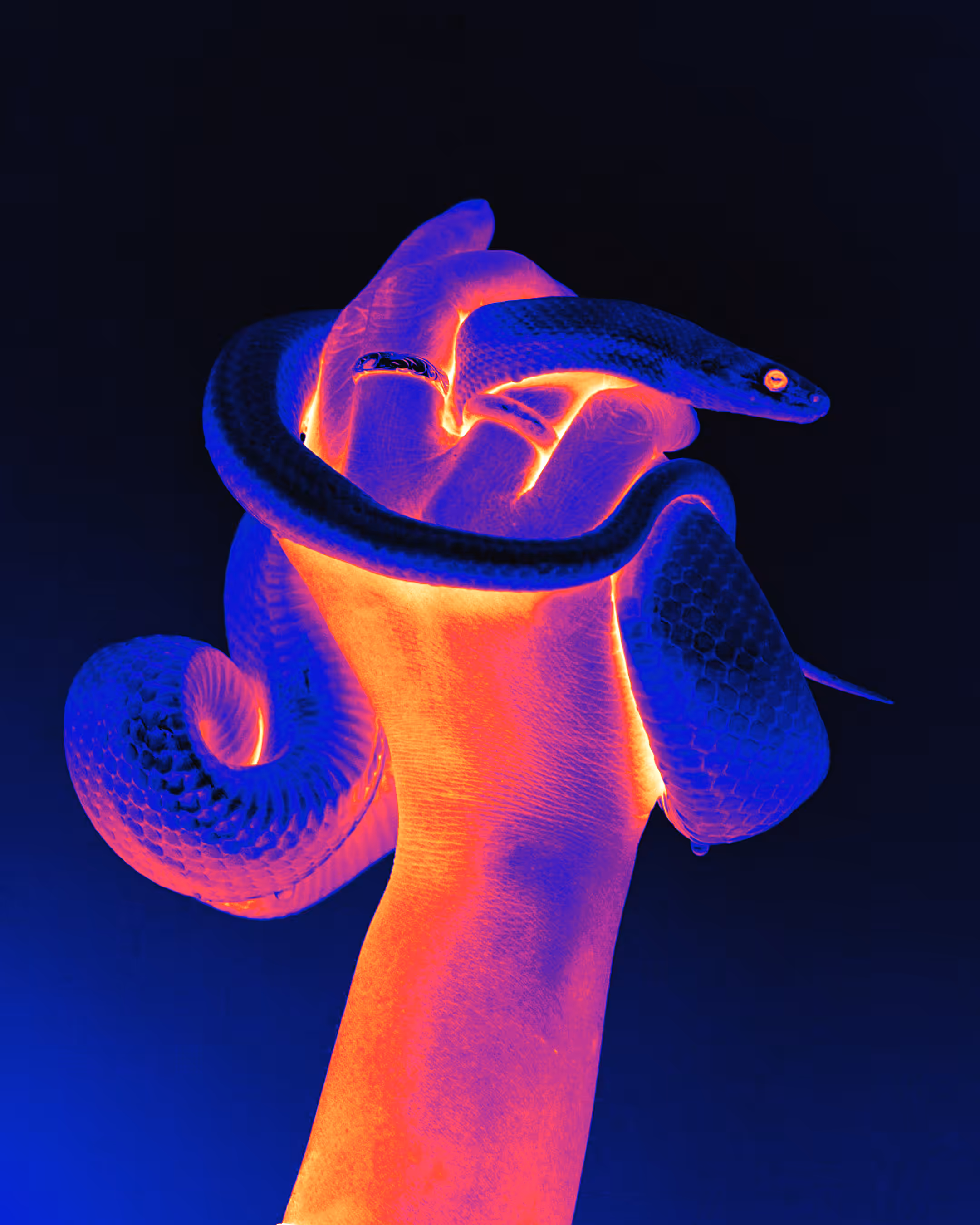 Venomous