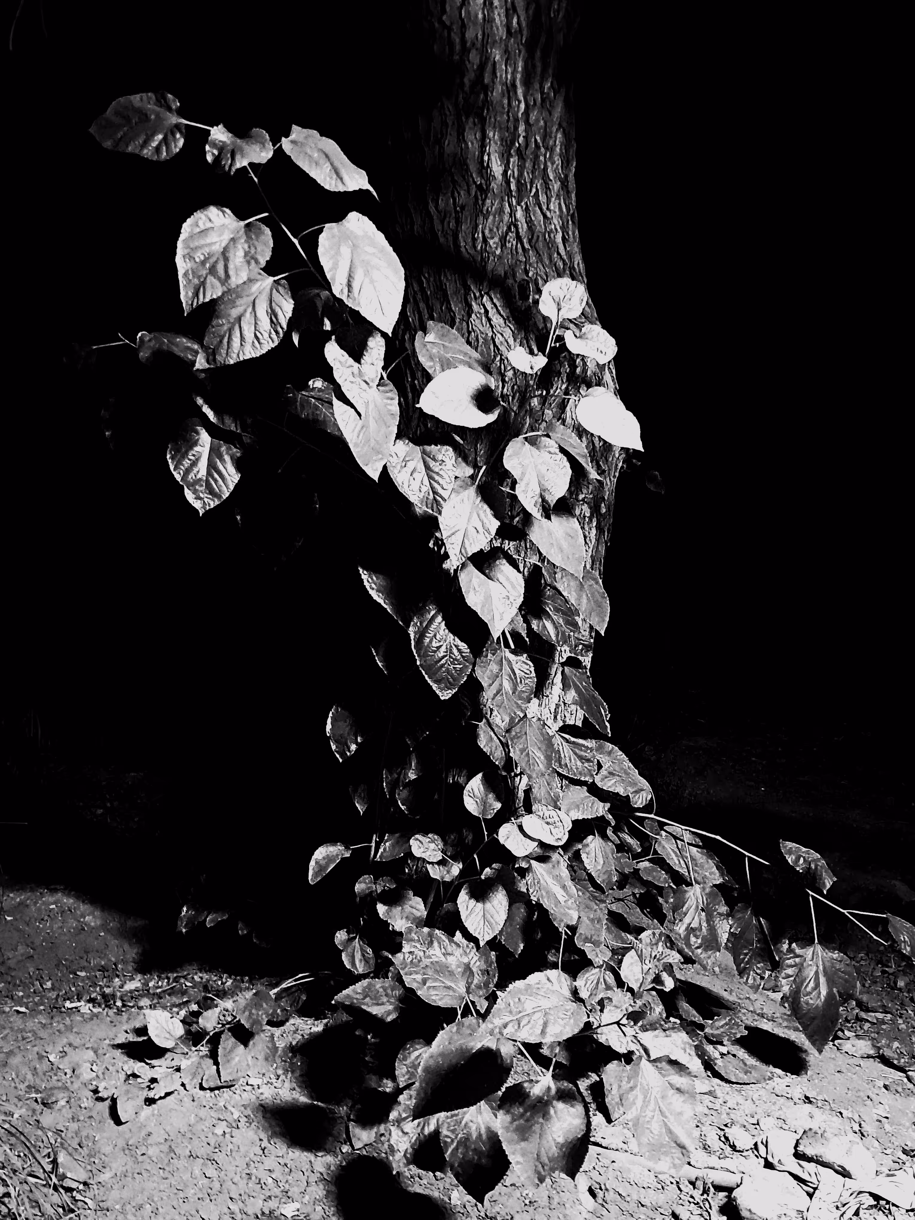 The Lady in Leaves