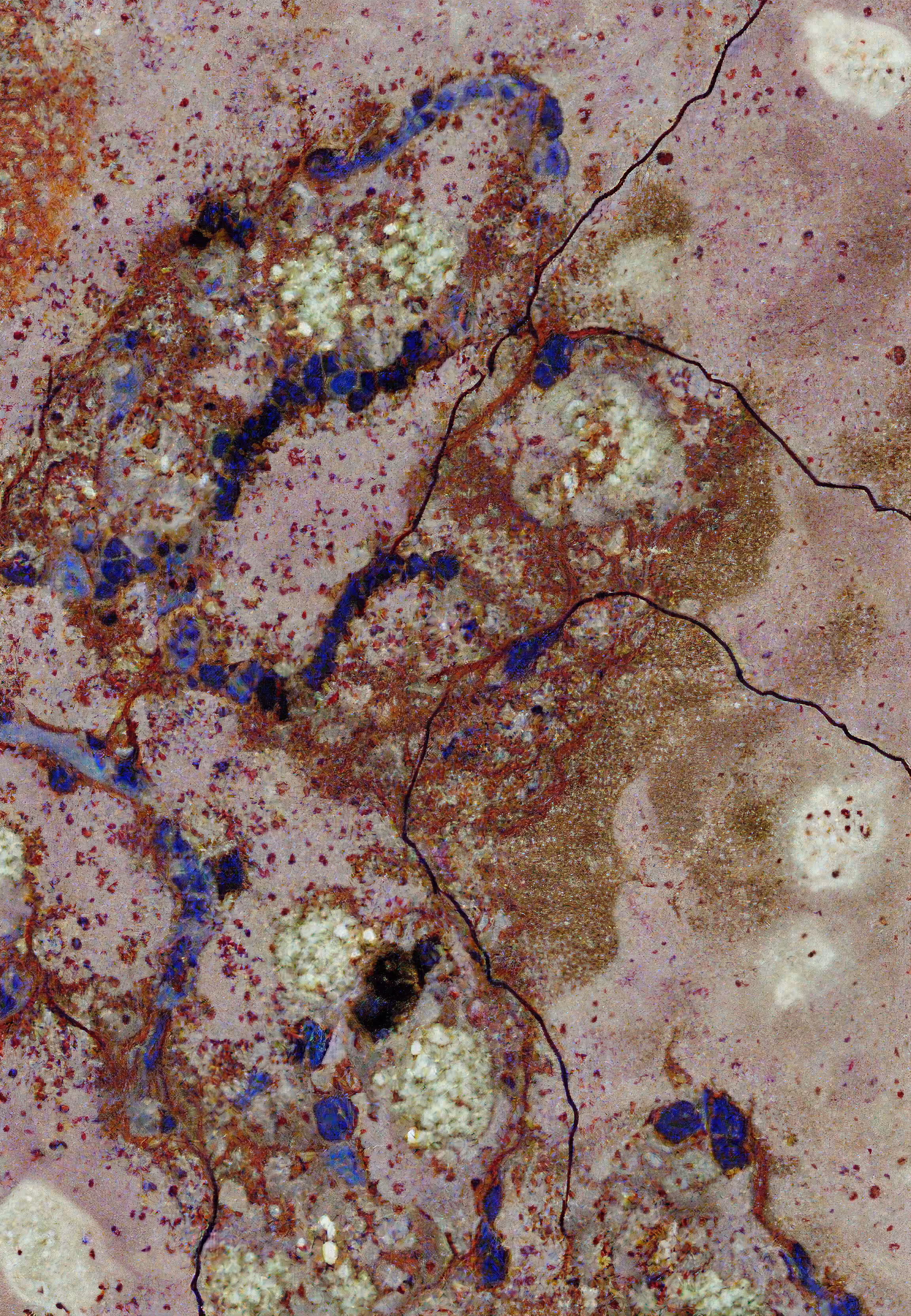 Histologia In Silico #136