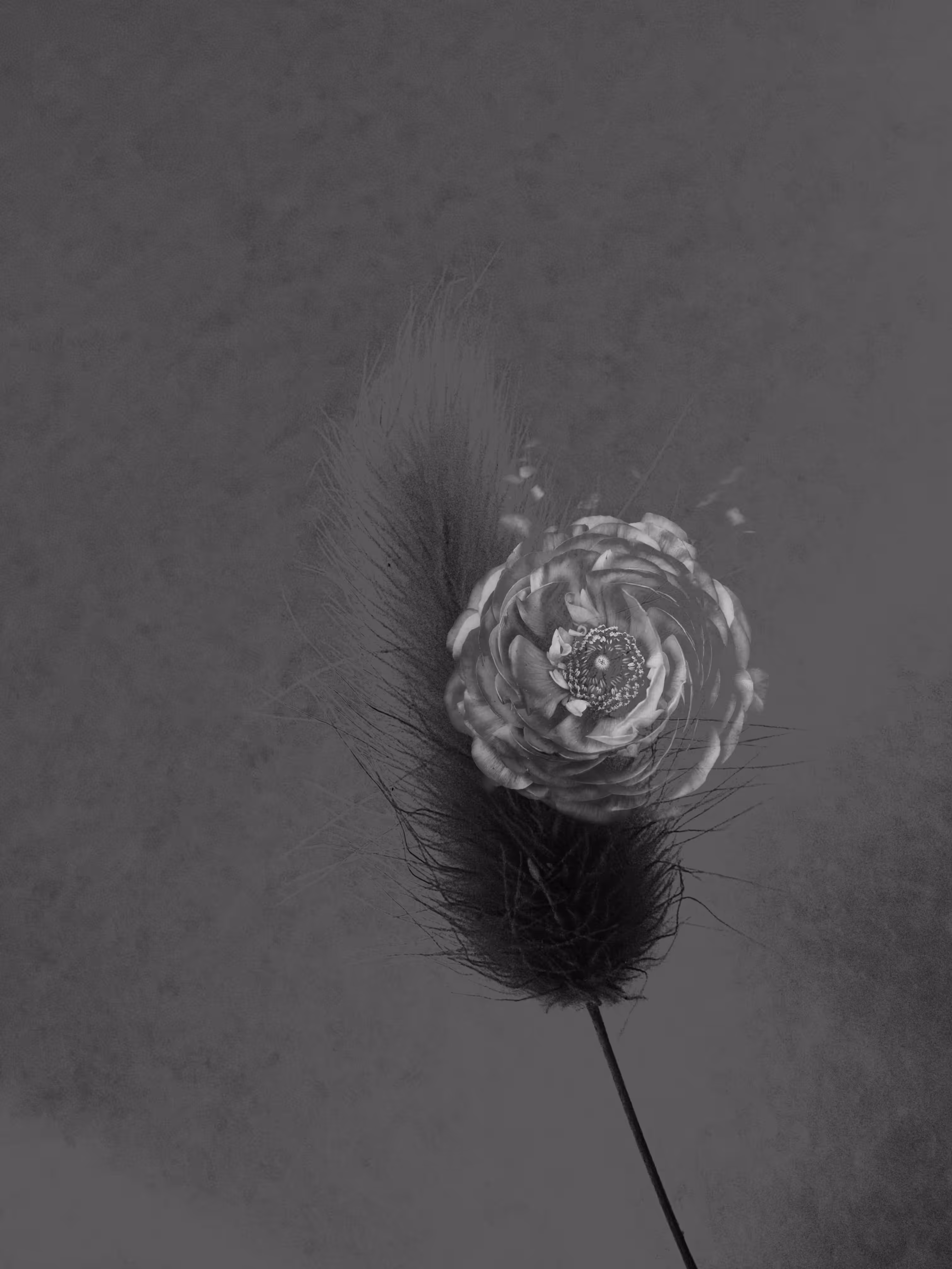 🖤Ghost of My Former Self: Double Ranunculus