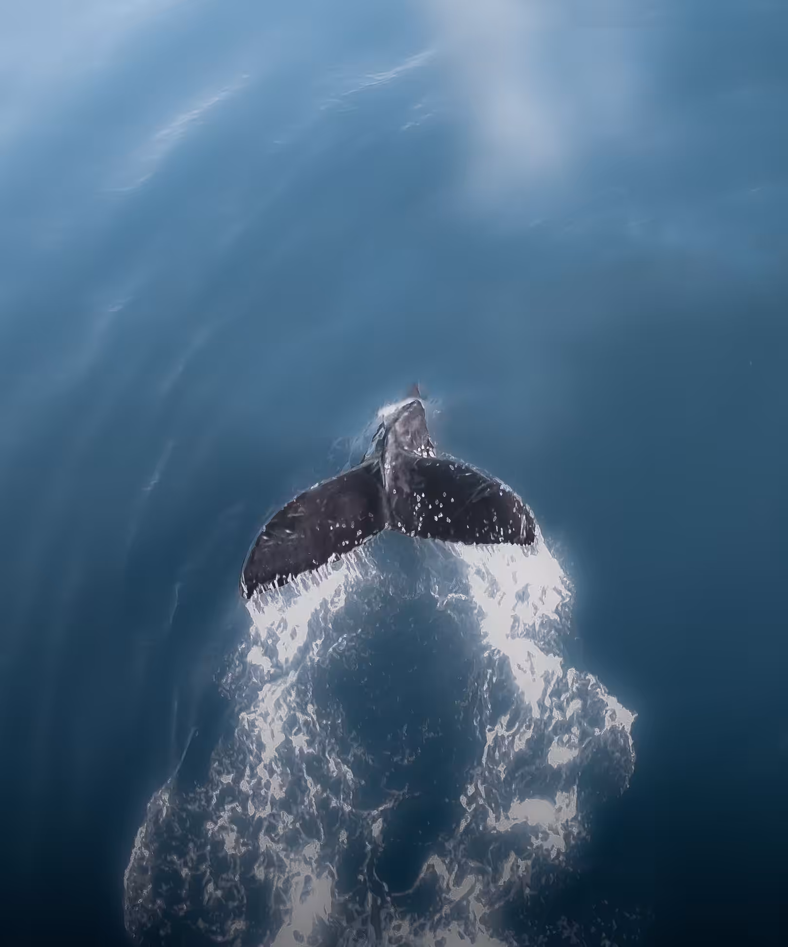 Ocean Tales