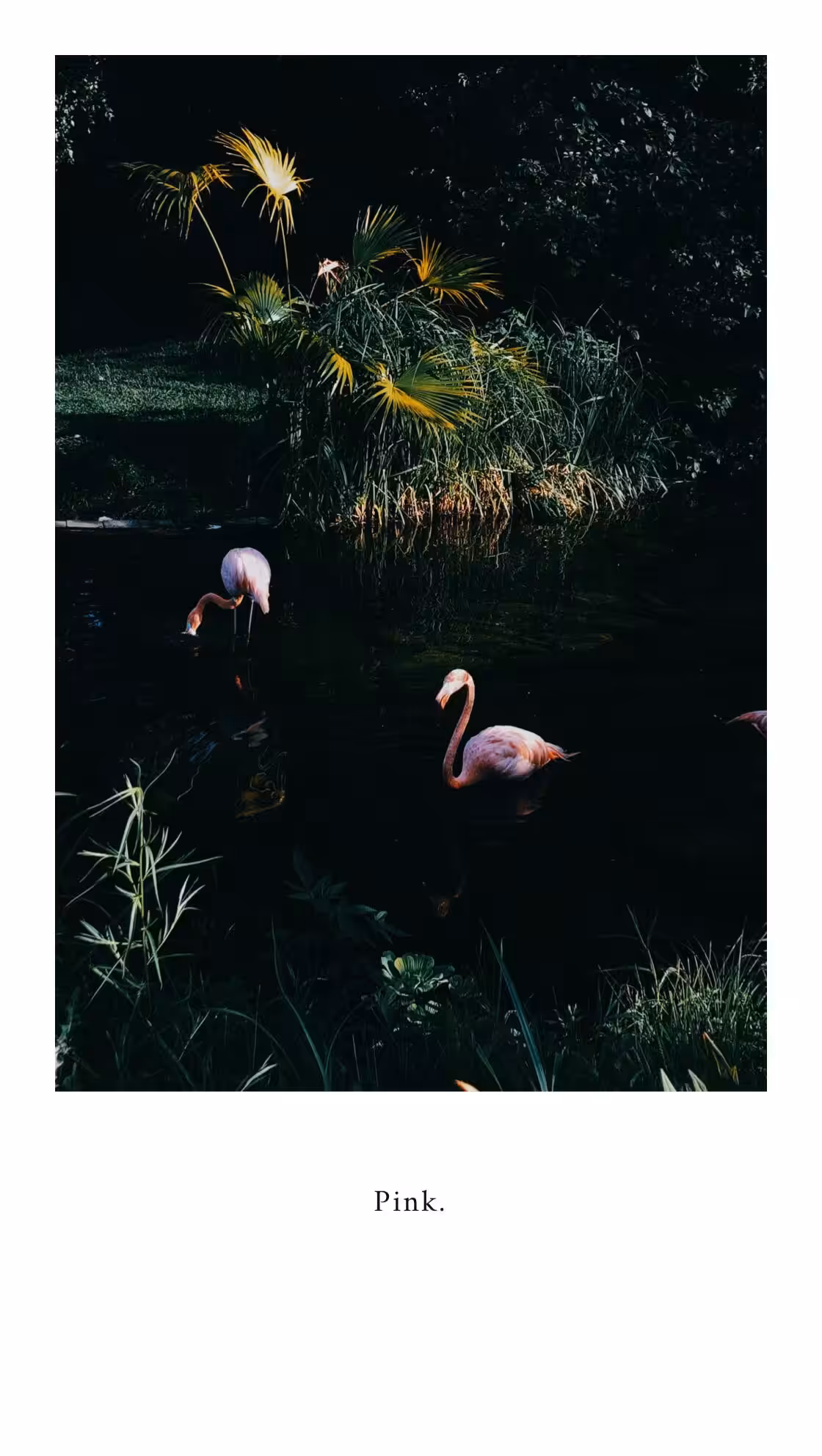 pink ladies.
