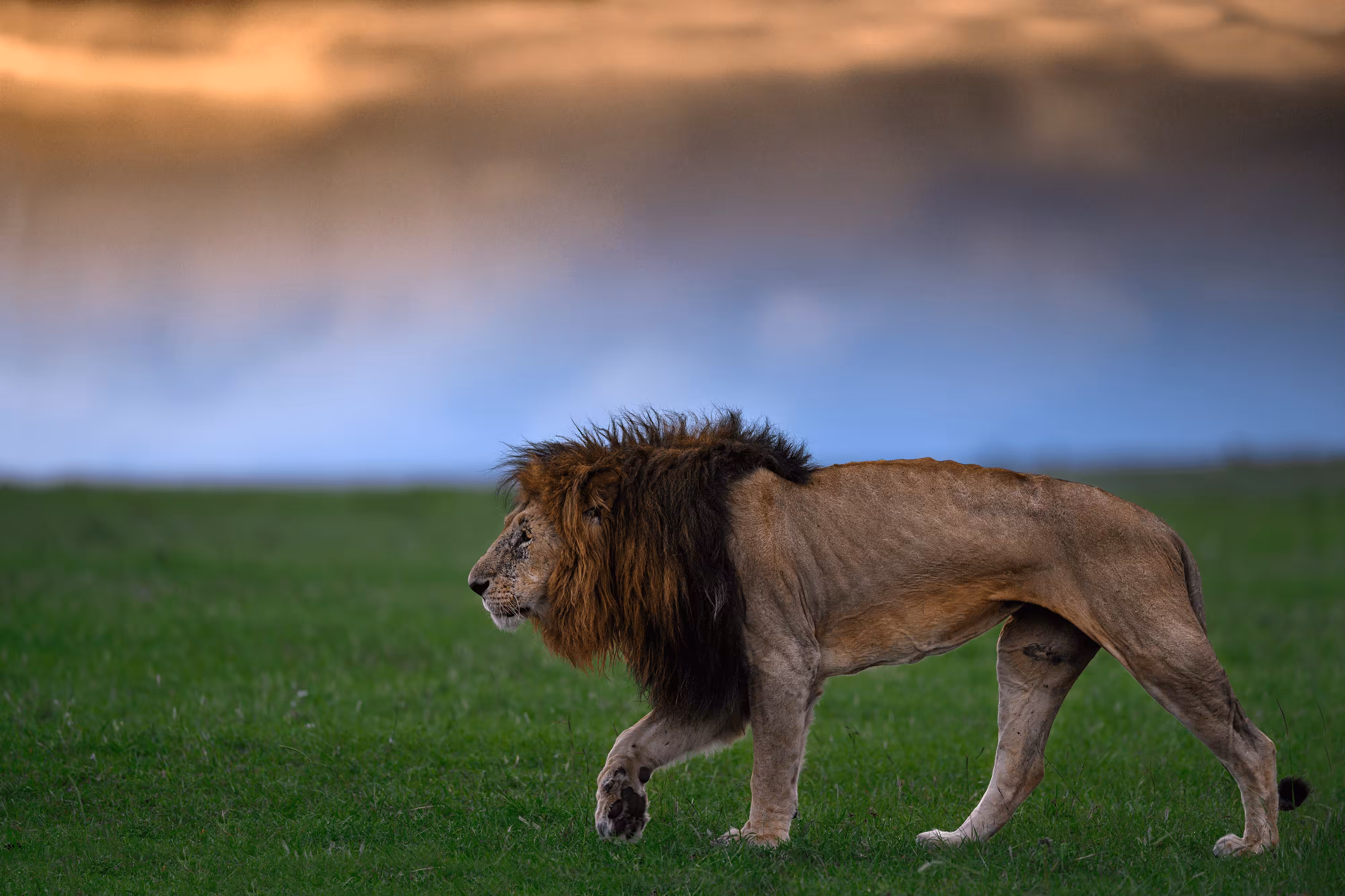 Majestic walk #9