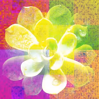 Blockgrowth Organic