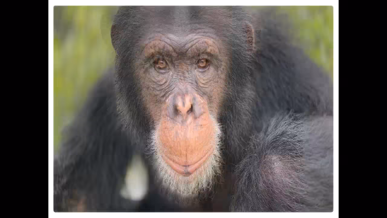Ape 2