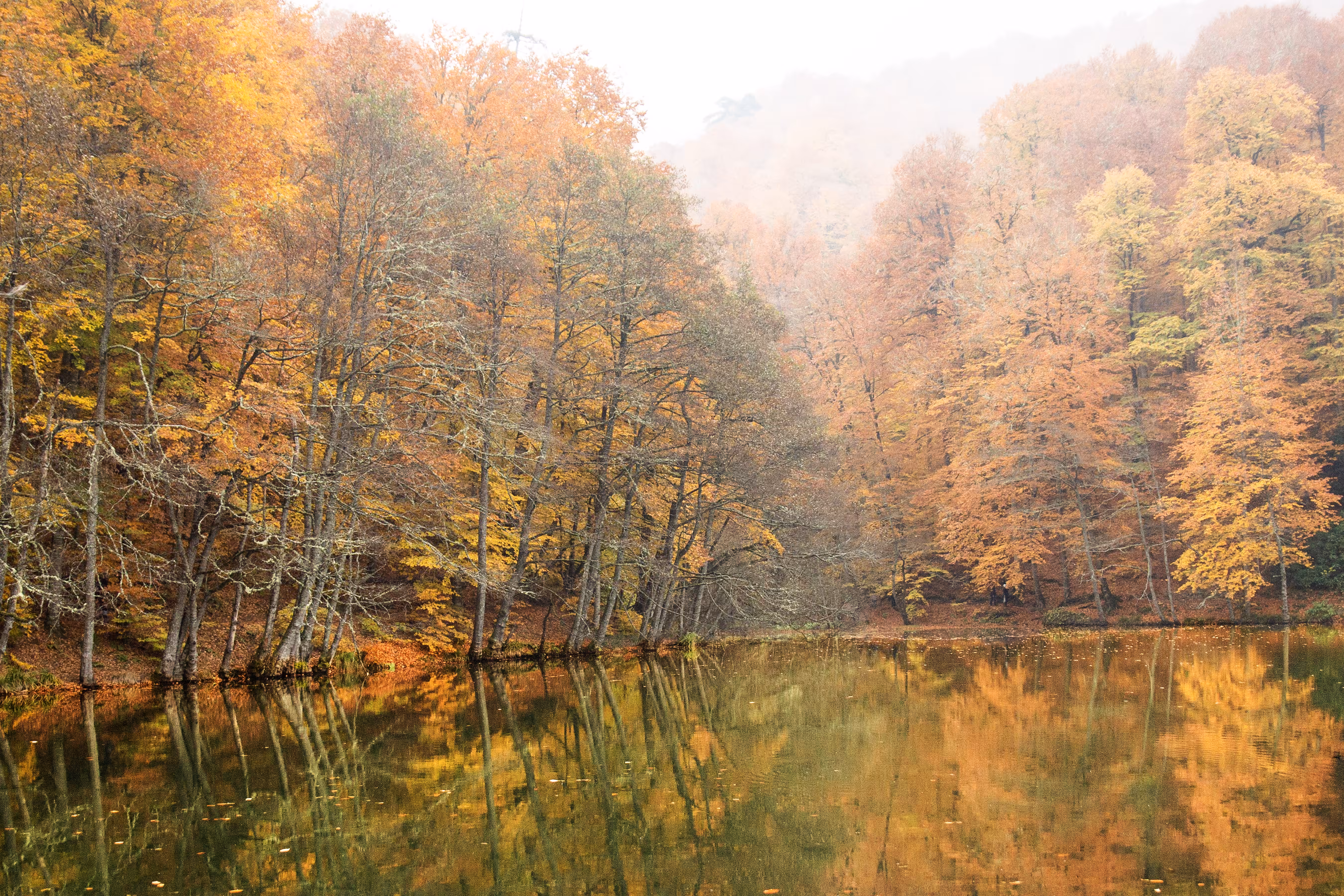 Colors Of Nature #6