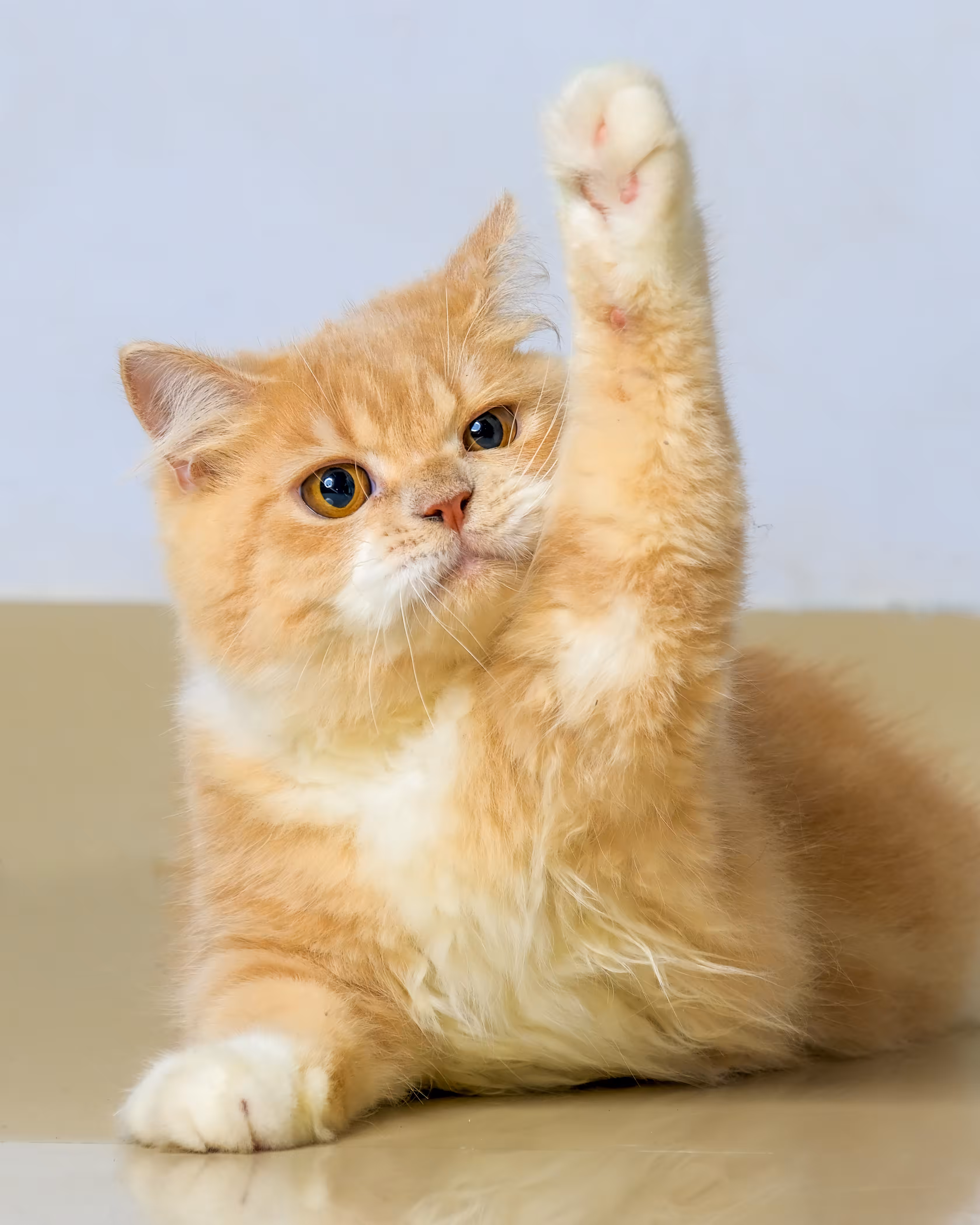 Kitty Raise His Hand For Food