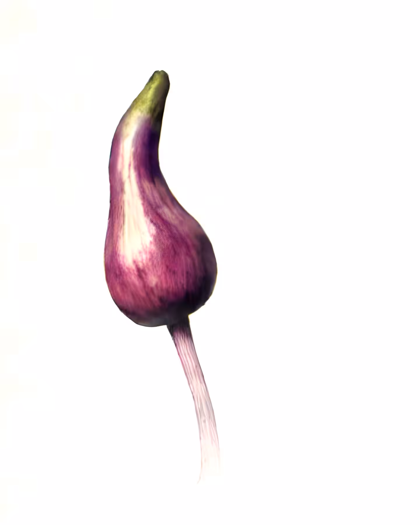 Dear Aubergine