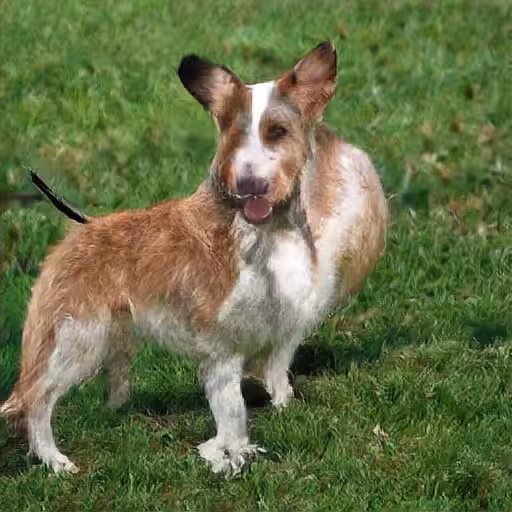 NEURAL DOG