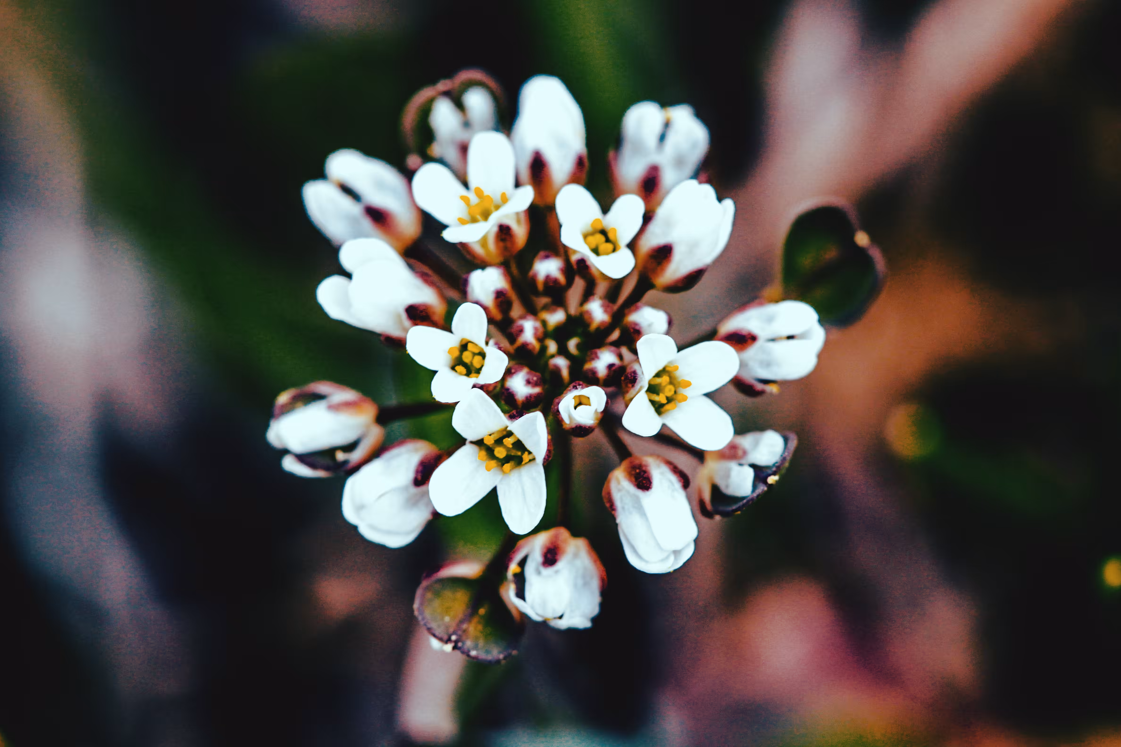 Sandwort 