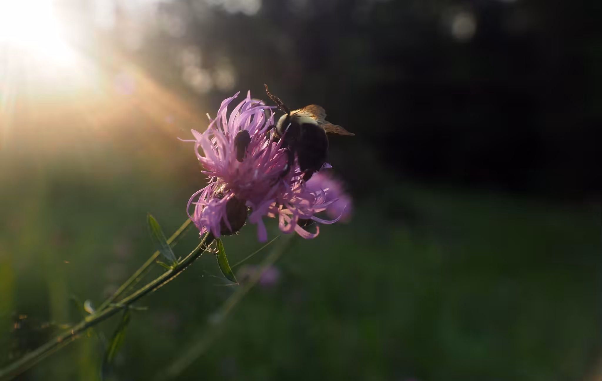 A Bug's Life 000