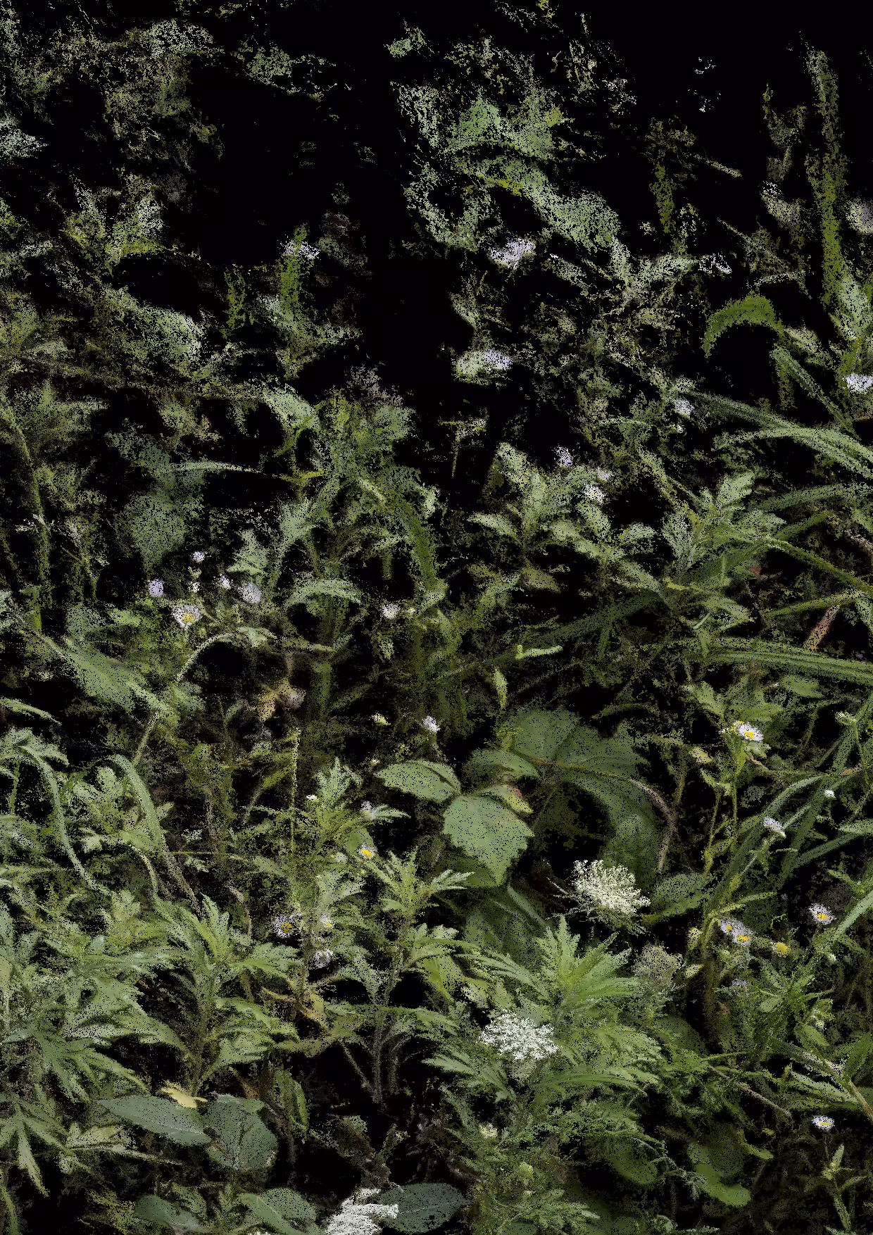 Overgrowth 0007
