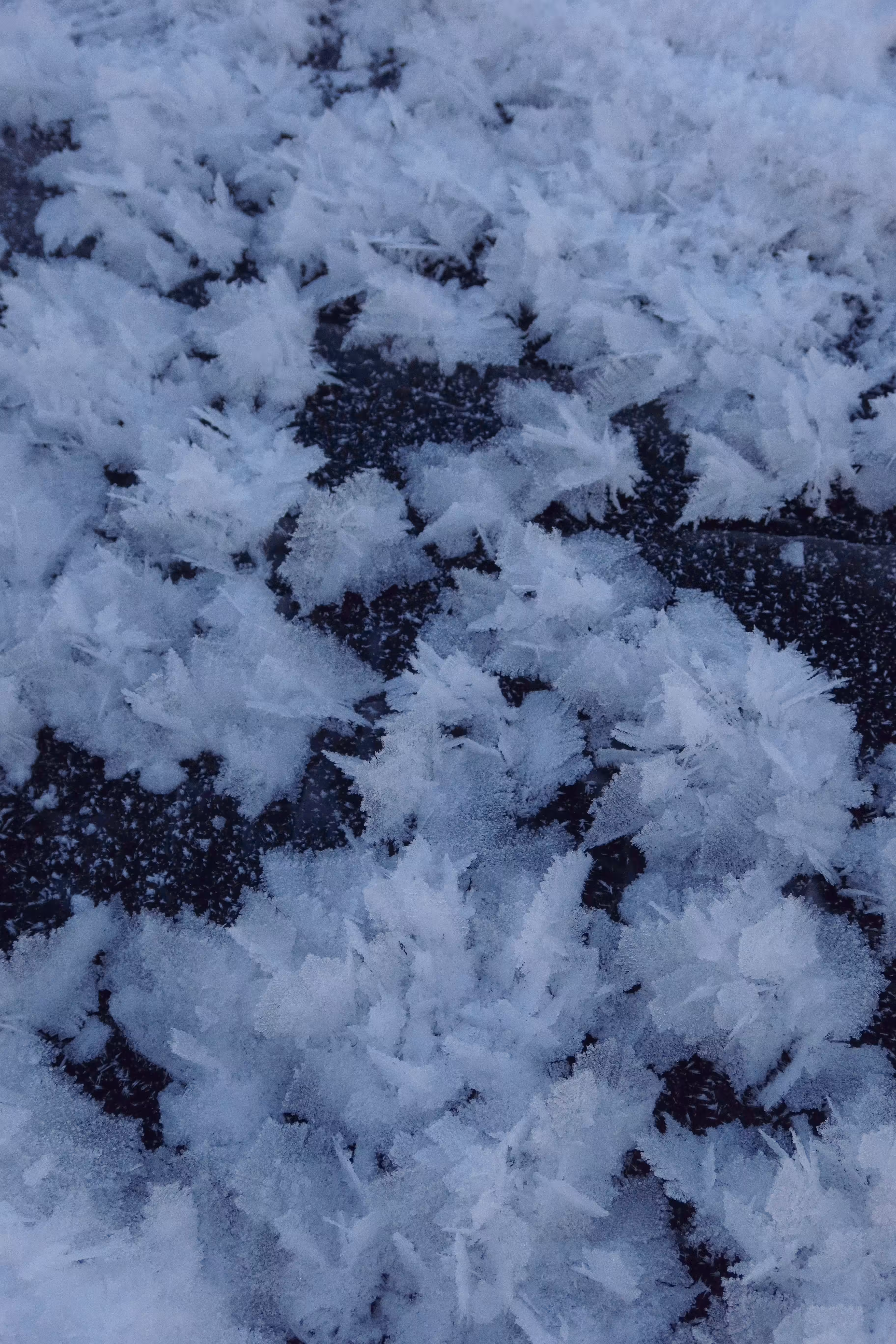 about: frozen path