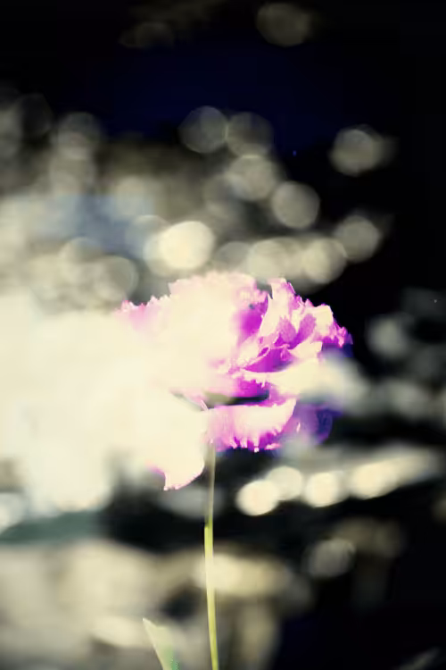 kiwokuand photography: Light Lisianthus