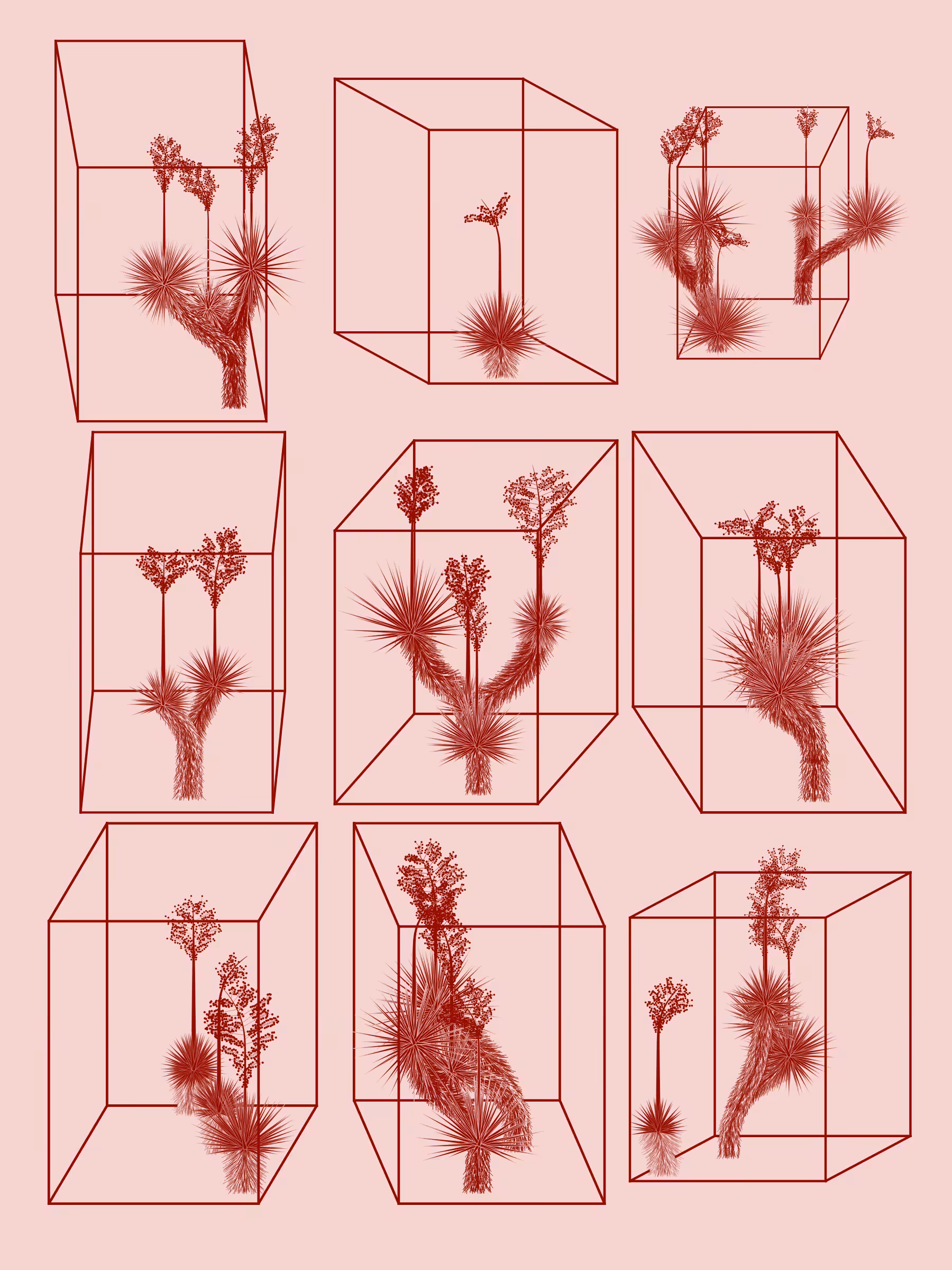 Marfa Yucca #257