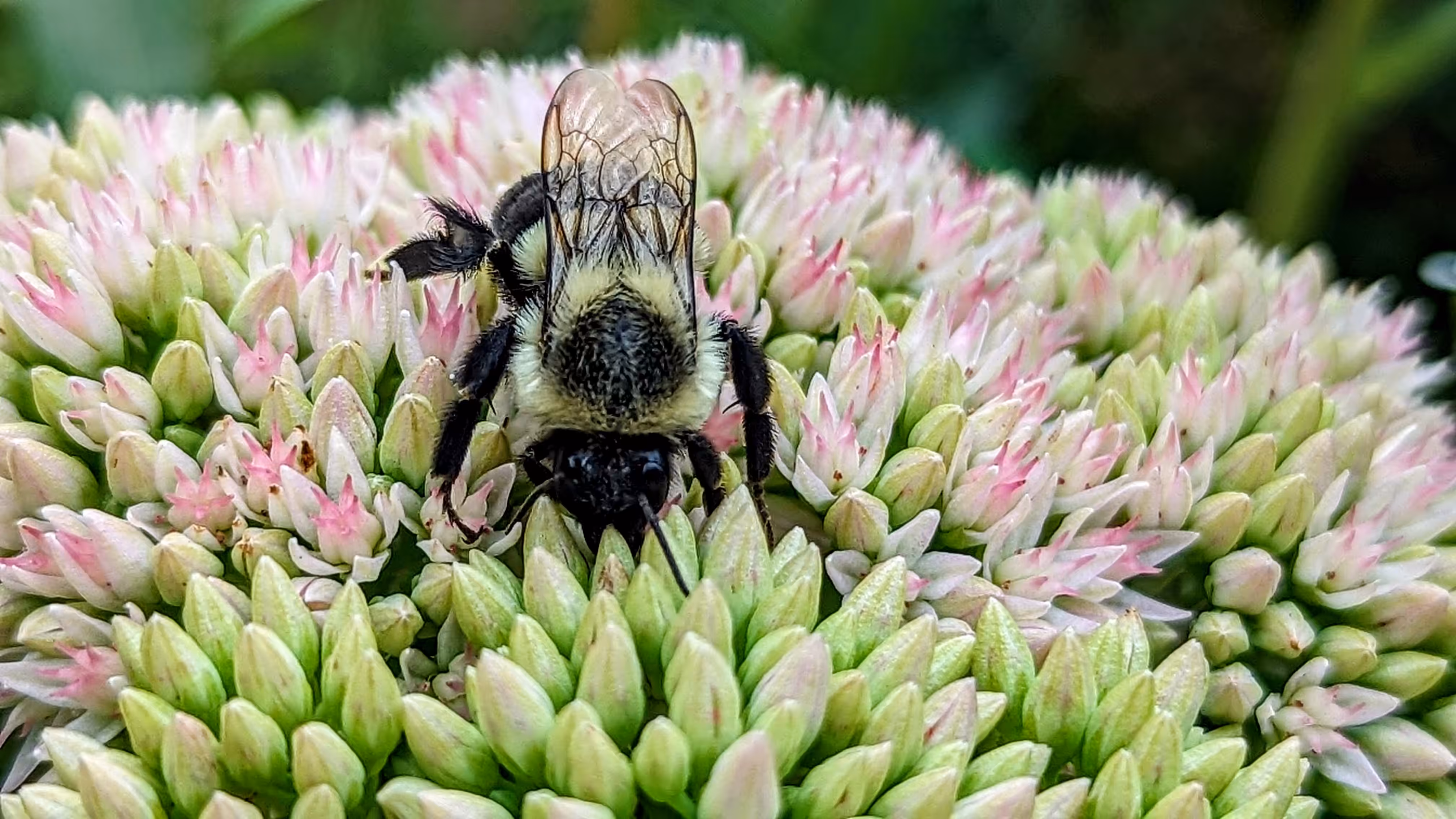 Sedum Sips